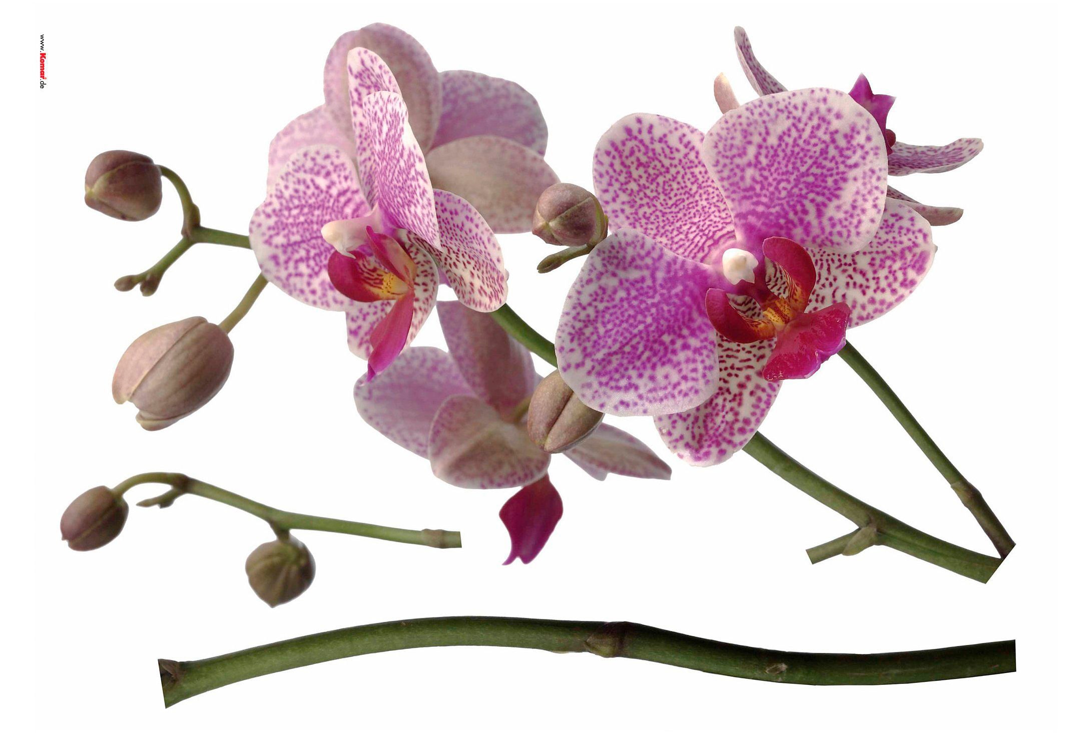 Komar Wandtattoo »Orchidee«, bestellen (Breite Wandtattoo Höhe), x 100x70 cm selbstklebendes OTTO bei