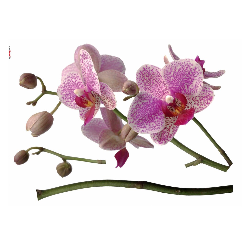 Komar Wandtattoo »Orchidee«, selbstklebend