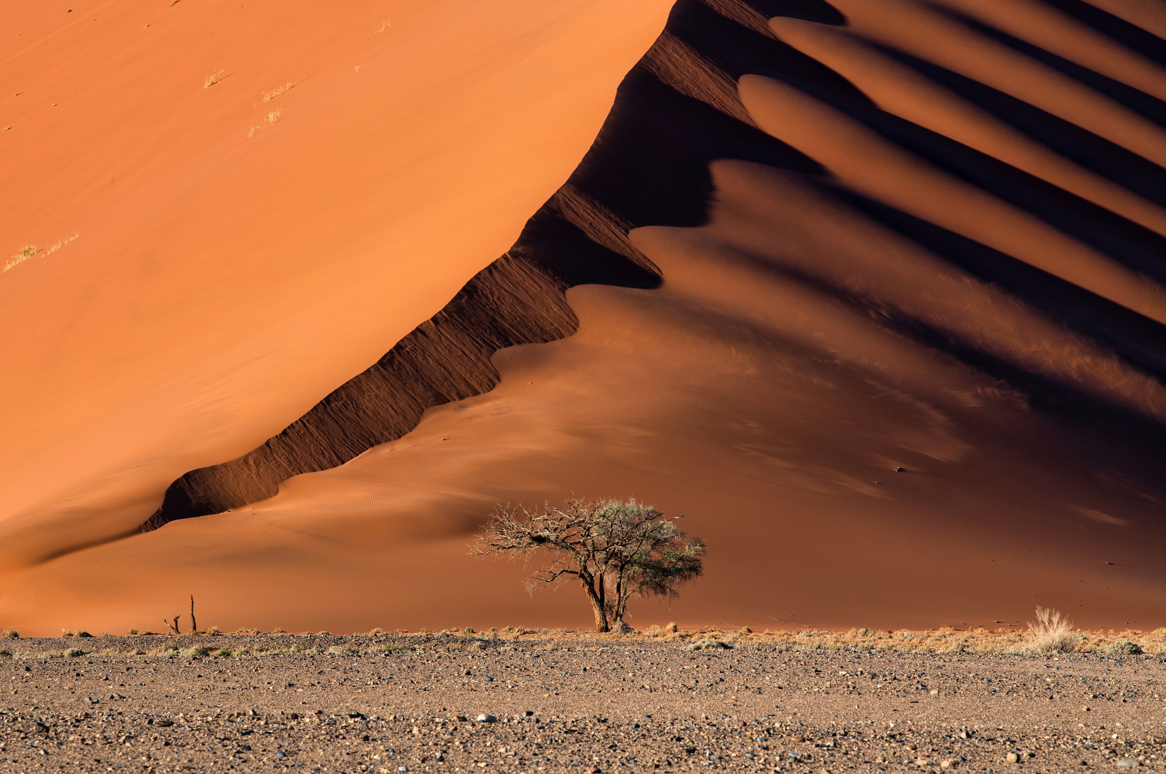 Papermoon Fototapete »Photo-Art LUIGI RUOPPOLO, DIE DÜNE UND DER BAUM«