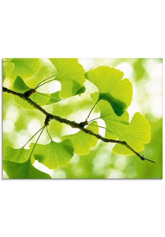 Artland Glasbild »Ginkgo«, Blätter, (1 St.), in verschiedenen Größen kaufen