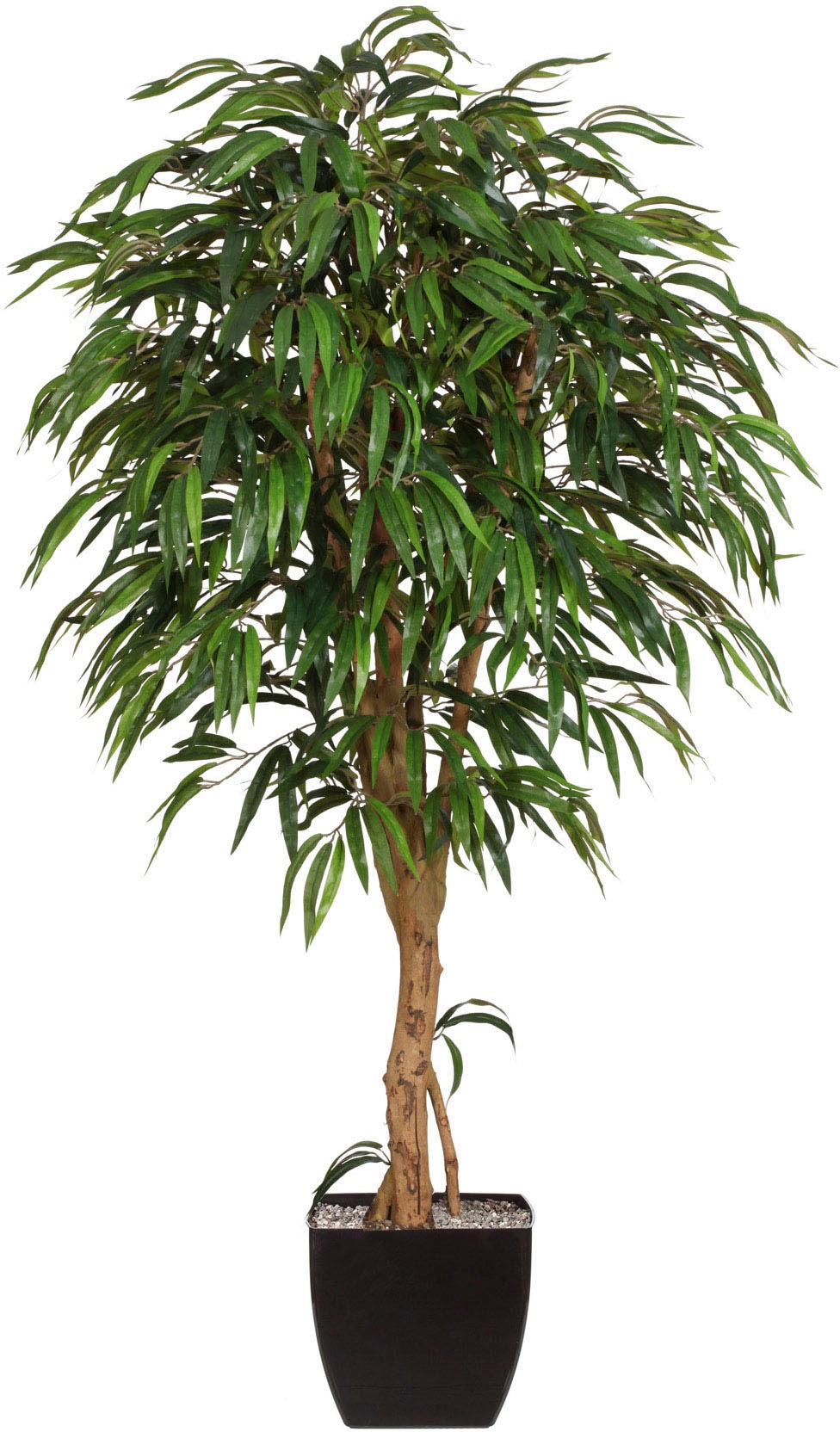 Creativ green Kunstpflanze »Weeping-Ficus«, (2 St.) im OTTO Online Shop