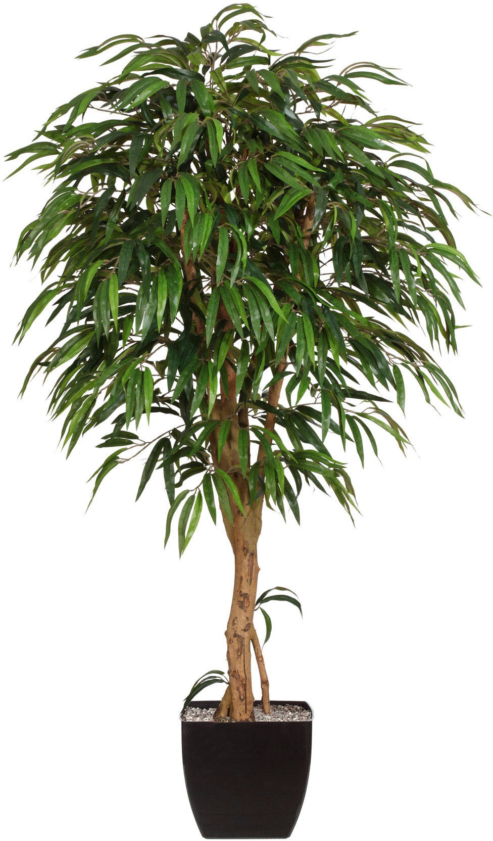 Kunstpflanze Online Shop St.) (2 green OTTO »Weeping-Ficus«, Creativ im