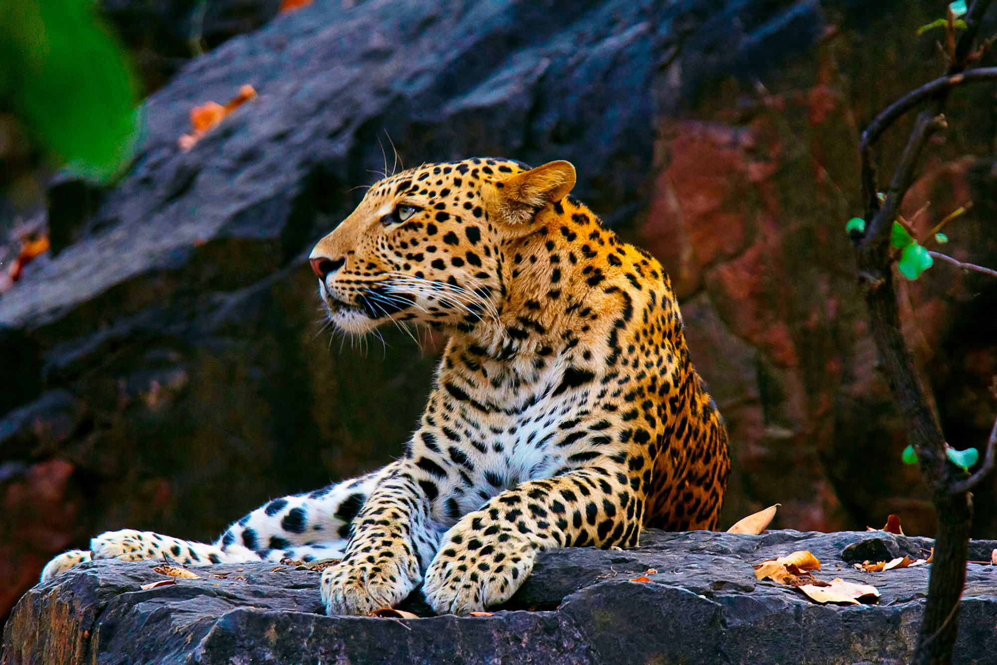 Papermoon Fototapete »LEOPARD«, Vliestapete, hochwertiger Digitaldruck, inklusive Kleister