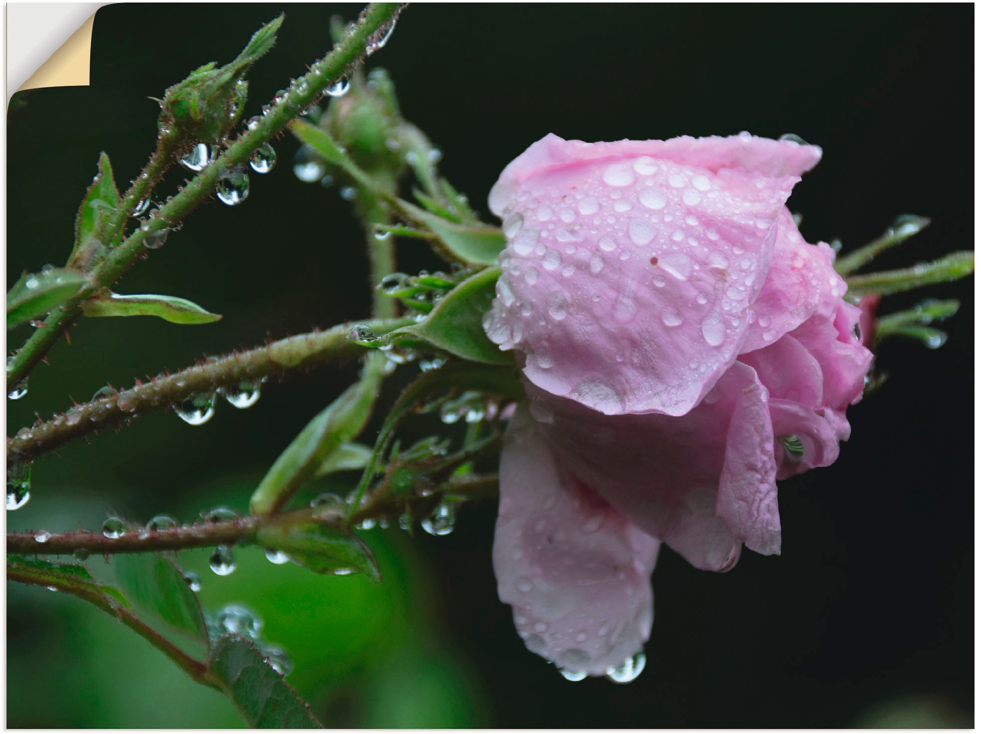 Artland Wandbild »Nach dem Regen«, Blumen, (1 St.), in vielen Größen & Produktarten -Leinwandbild, Poster, Wandaufkleber / Wandtattoo auch für Badezimmer geeignet