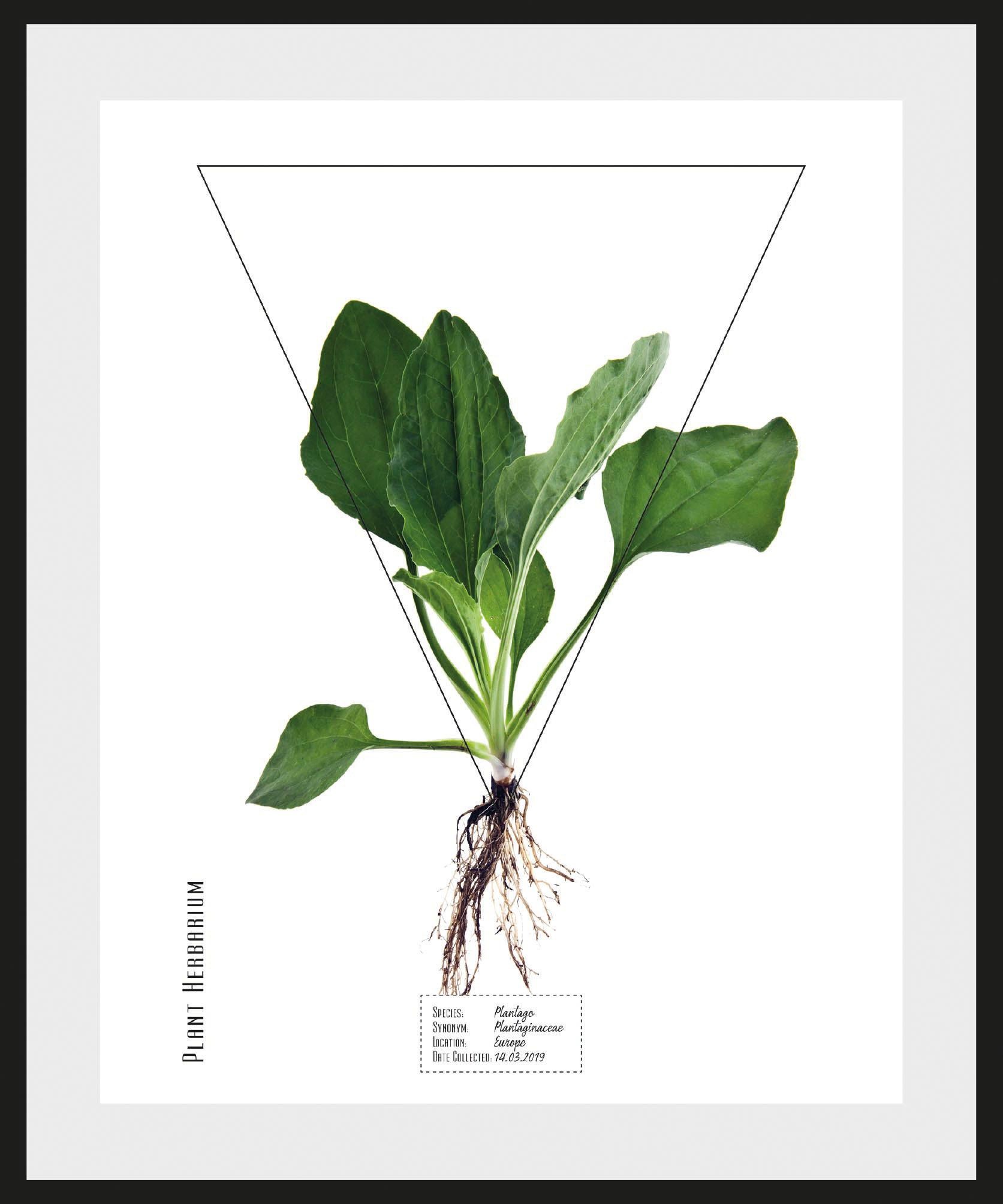 andas Bild »Pflanze Plantago«, mit Rahmen