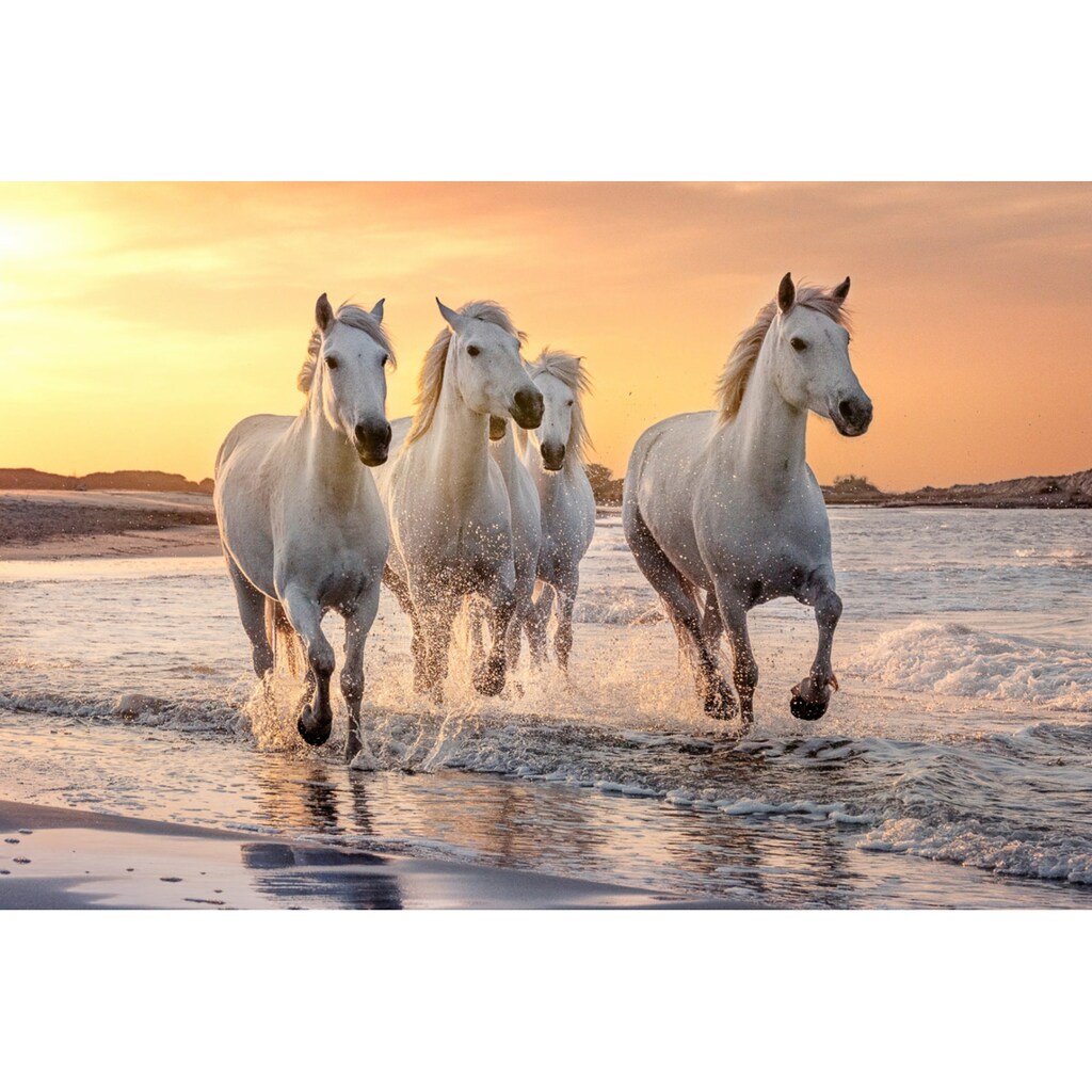 Papermoon Fototapete »Pferde im Wasser«