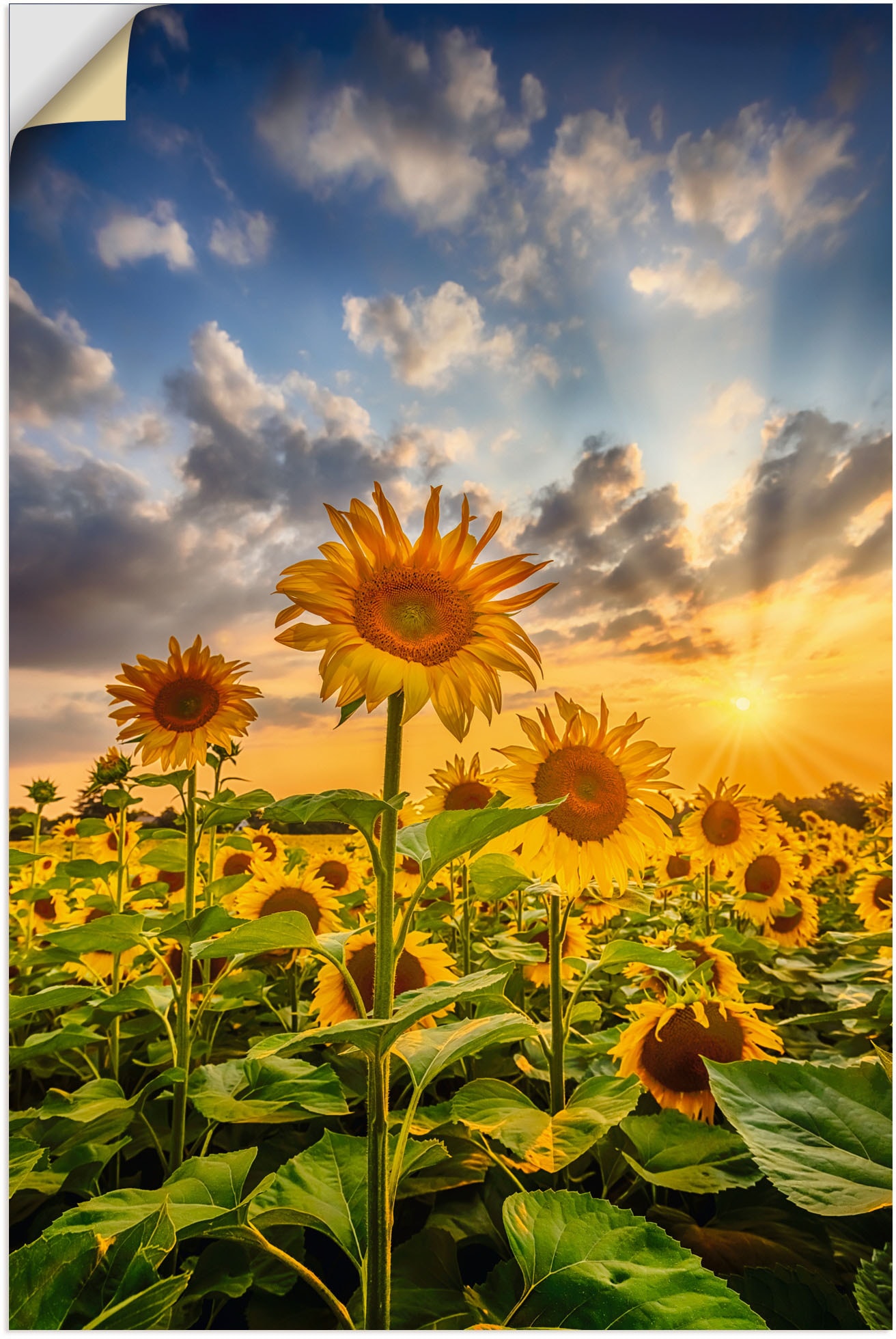 Artland Wandbild im im in Leinwandbild, Shop Sonnenuntergang«, (1 Poster Blumenbilder, Online verschied. »Sonnenblumen St.), als Größen OTTO