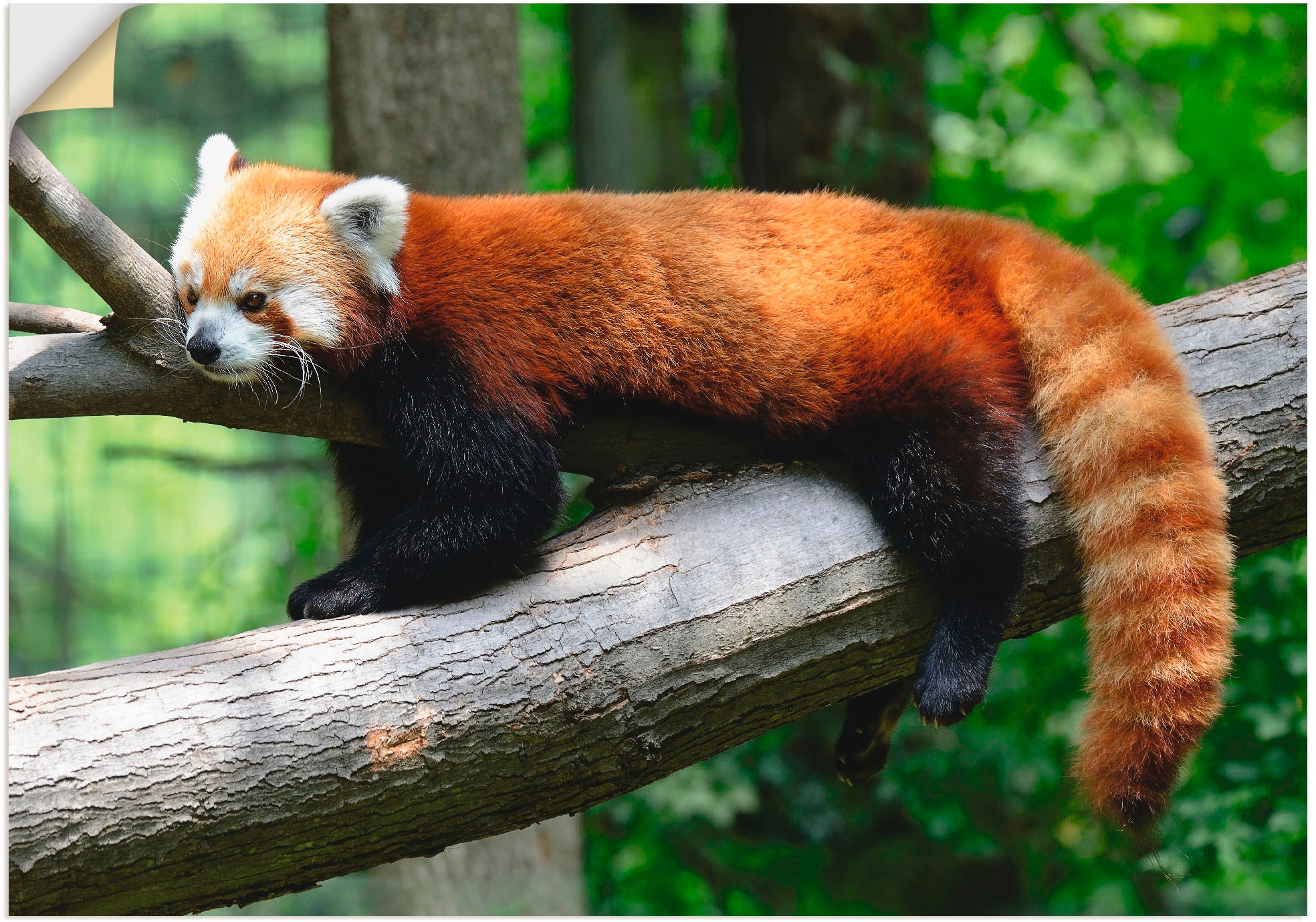 Artland Wandbild »Roter Panda«, Wildtiere, (1 St.), als Poster, Wandaufkleber in verschied. Größen