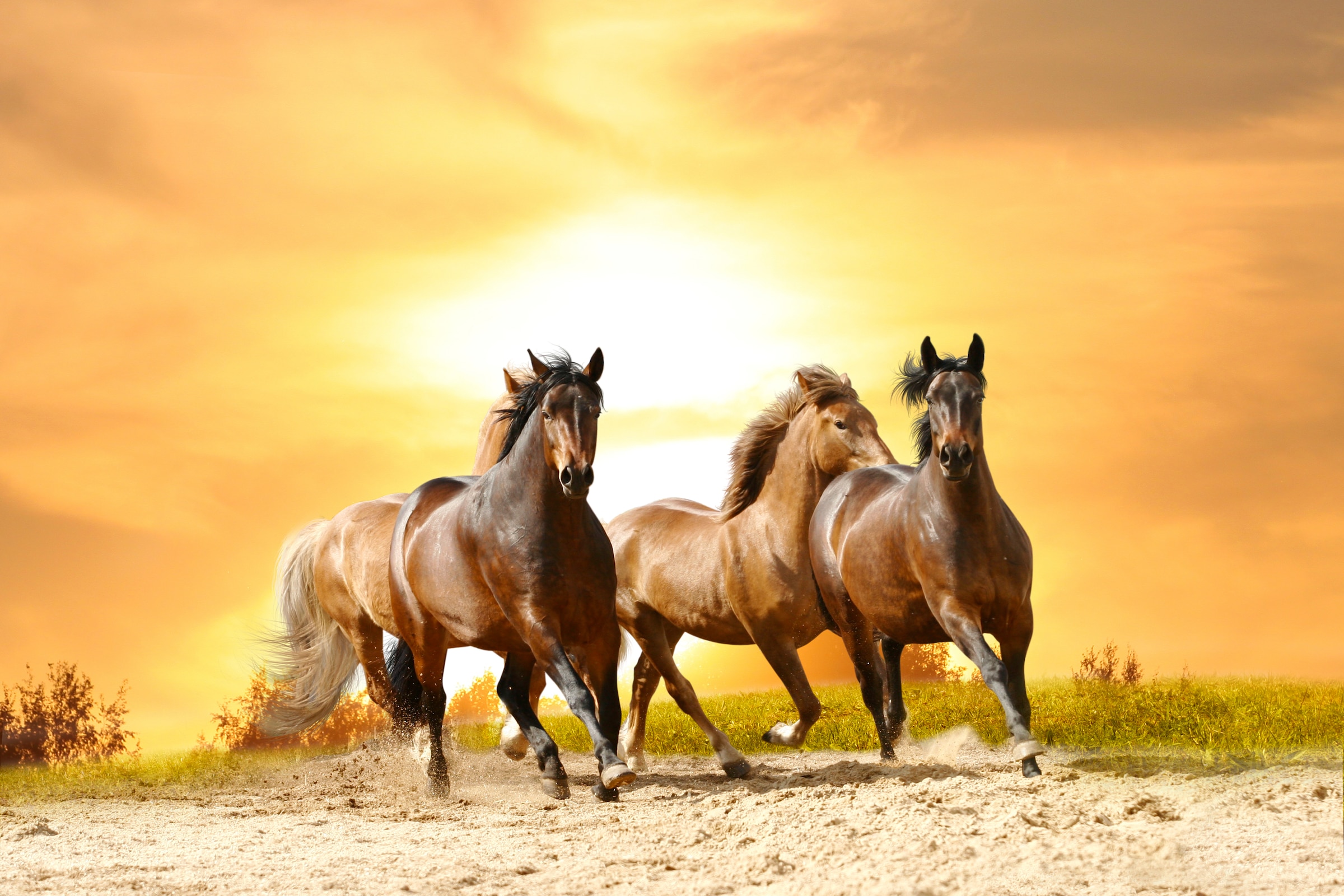 Fototapete »Horses Run in Sunset«