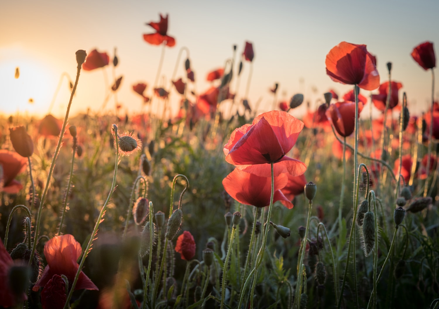 queence XXL-Wandbild »Akustikbild Mohn Mohnfeld bei Sonnenaufgang«