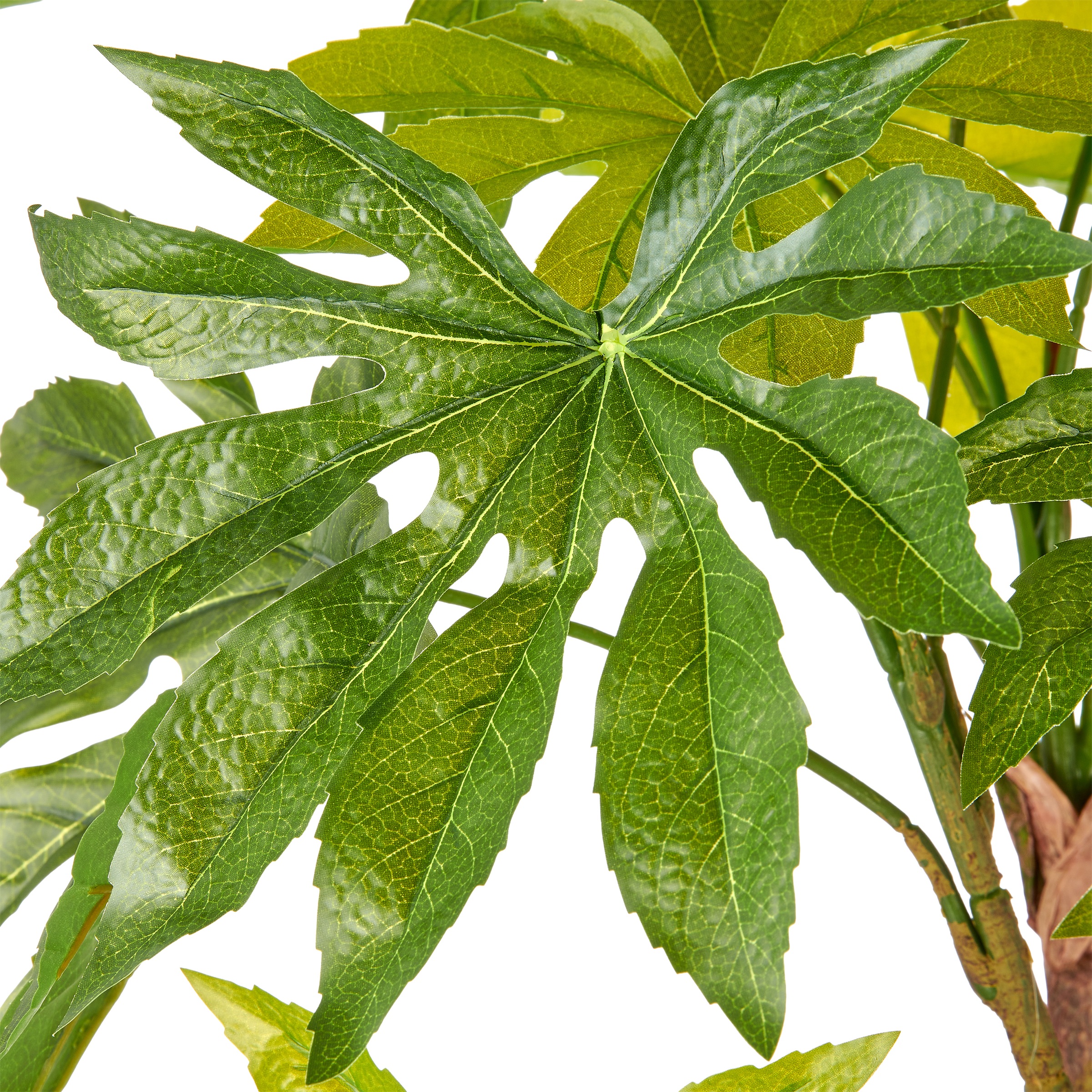 Creativ green Kunstbaum »Aralia japonica« in beeindruckender Größe