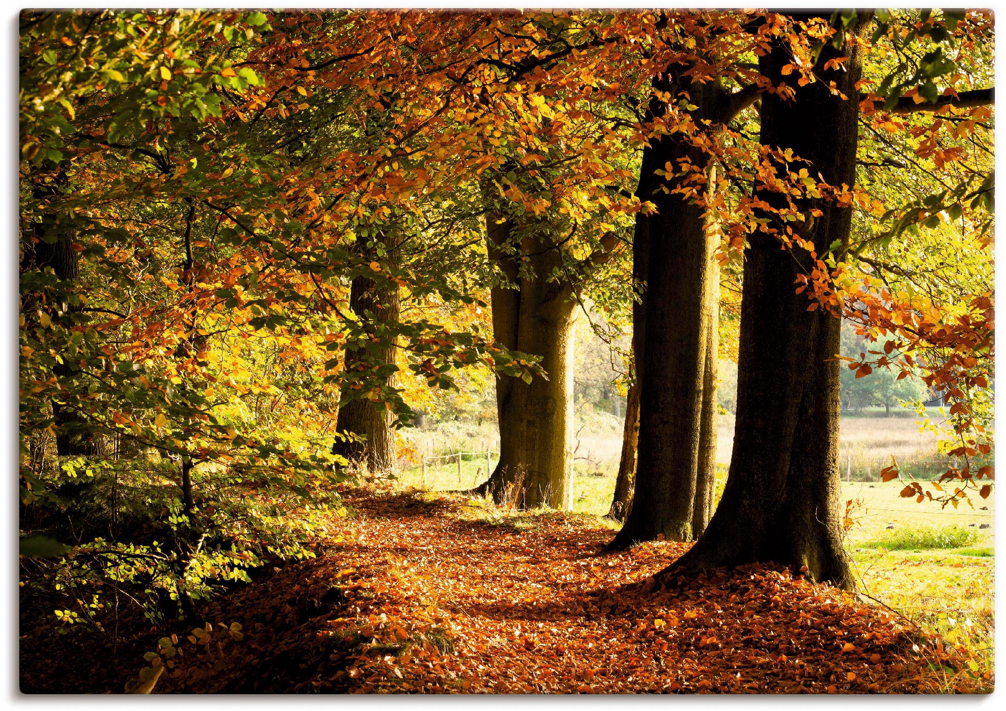 Artland Wandbild »Herbstfarben«, Bäume, (1 St.), als Alubild, Leinwandbild,  Wandaufkleber oder Poster in versch. Größen kaufen im OTTO Online Shop