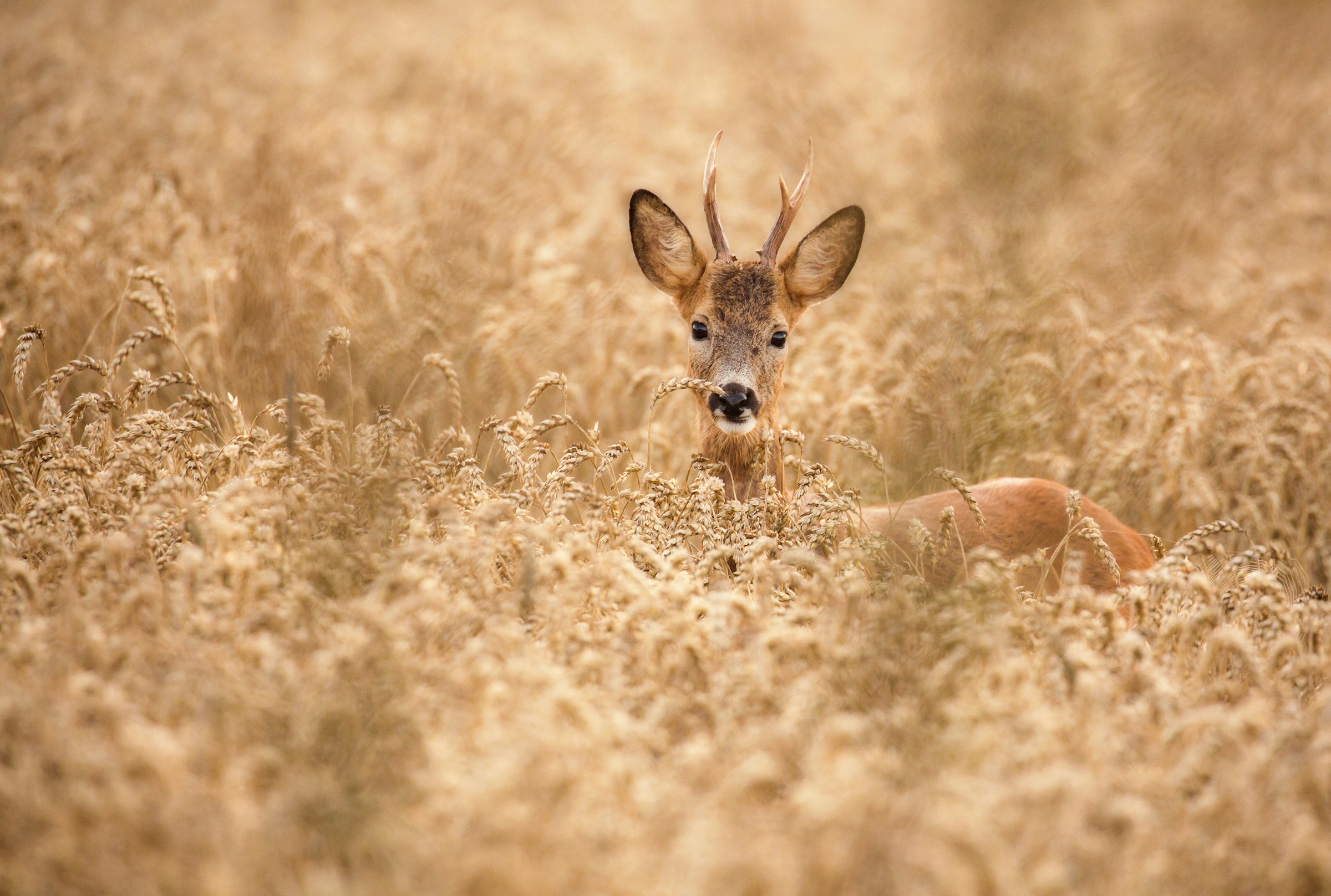 Fototapete »Photo-Art ALLAN WALLBERG, HIRSCH IM FELD«