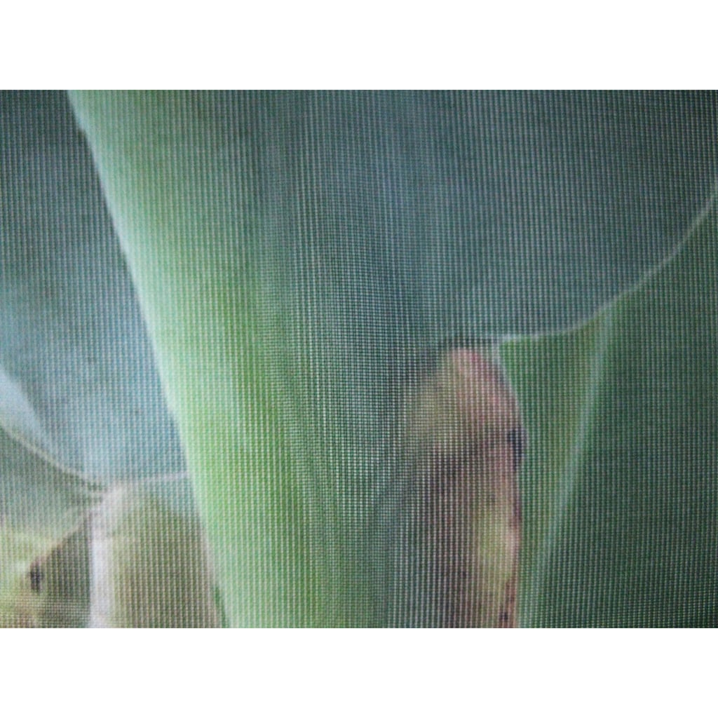 ELBERSDRUCKE Schiebegardine »Banana-Tree 03 grün«, (1 St.)