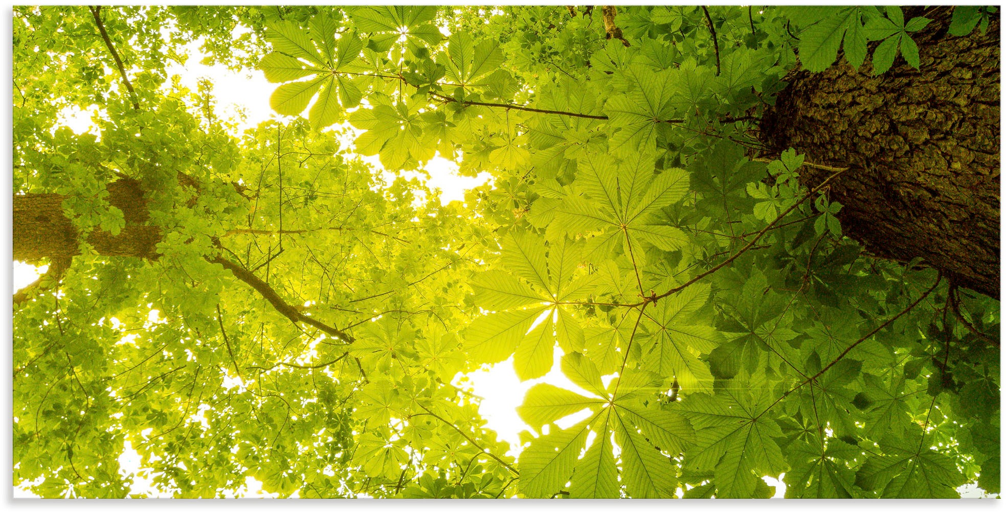 Artland Wandbild »Blick nach Oben im Wald, grüne Bäume«, Blätterbilder, (1 St.), in vielen Größen & Produktarten - Alubild / Outdoorbild für den Außenbereich, Leinwandbild, Poster, Wandaufkleber / Wandtattoo auch für Badezimmer geeignet