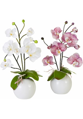 I.GE.A. Kunstpflanze »Orchidee«, (Set, 2 St.) kaufen