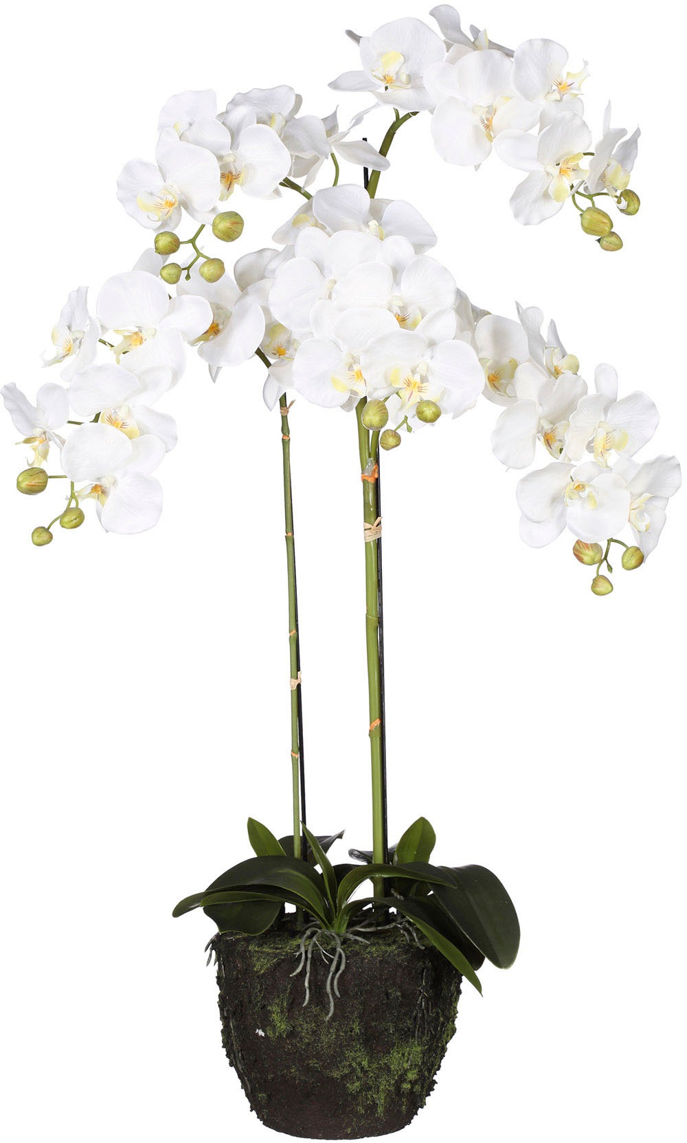 Creativ green Kunstorchidee »Phalaenopsis«, (1 St.), im Ballen