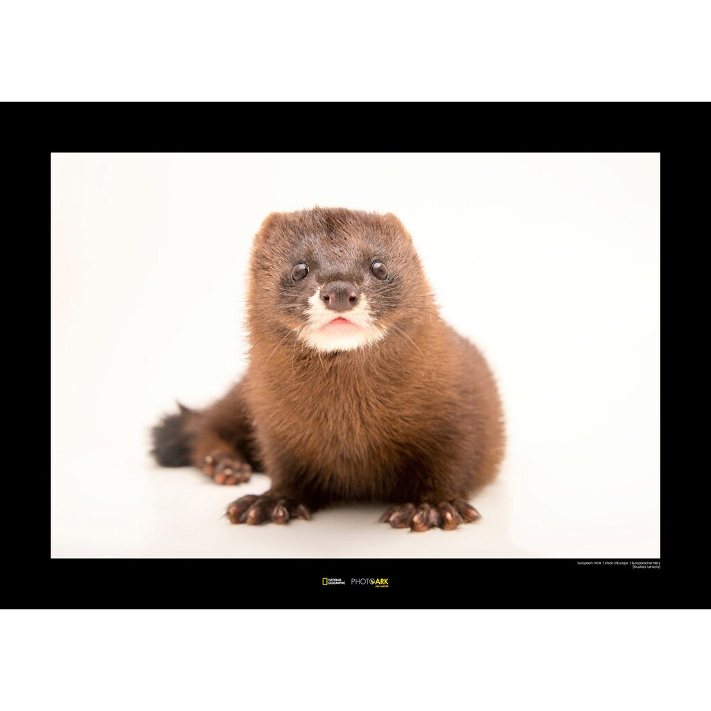 Komar Poster »European Mink«, Tiere, Höhe: 50cm