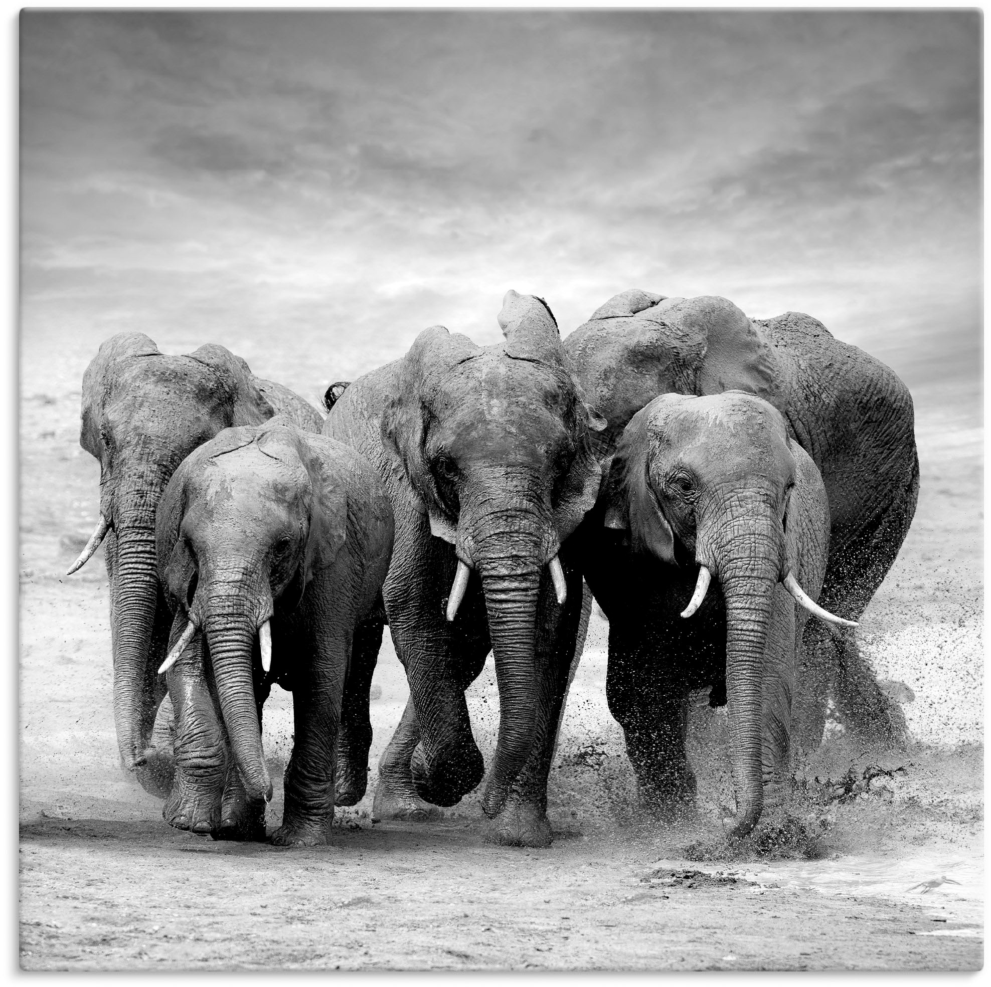 Wandbild »Elefanten«, Wildtiere, (1 St.), als Leinwandbild, Poster, Wandaufkleber in...
