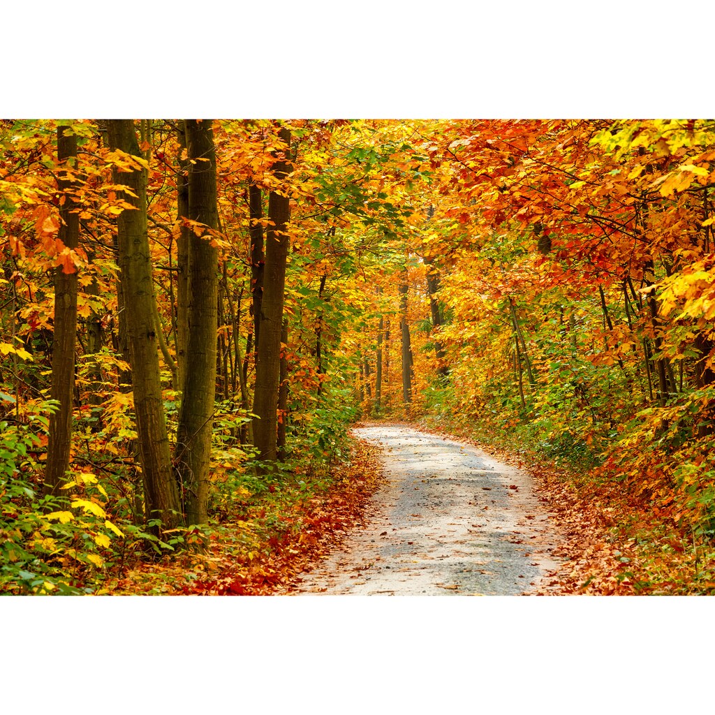 Papermoon Fototapete »Pathway in Colorful Autumn Forest«