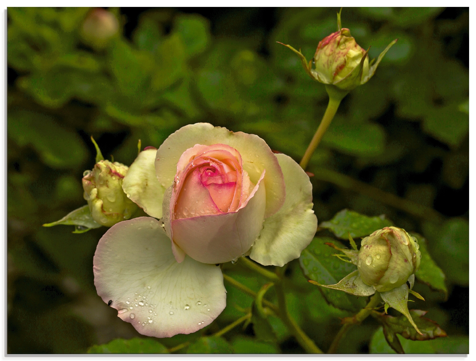 Artland Glasbild »Rosa Rose«, Blumen, (1 St.)