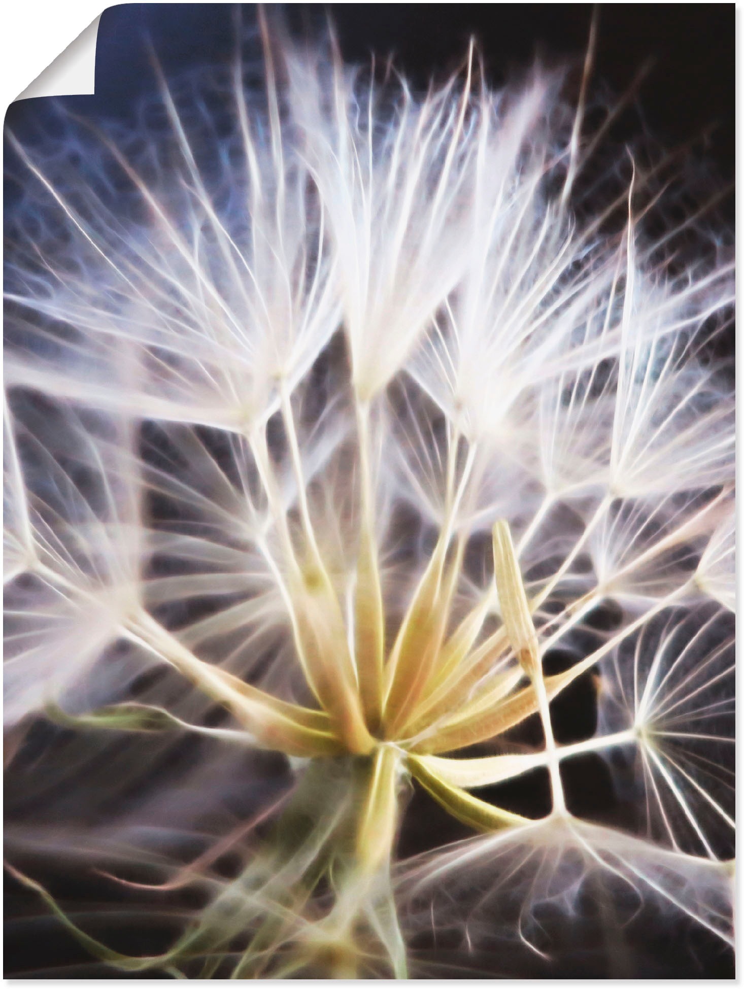 Artland Wandbild »Pusteblume«, Blumen, (1 St.), in vielen Größen & Produktarten - Alubild / Outdoorbild für den Außenbereich, Leinwandbild, Poster, Wandaufkleber / Wandtattoo auch für Badezimmer geeignet