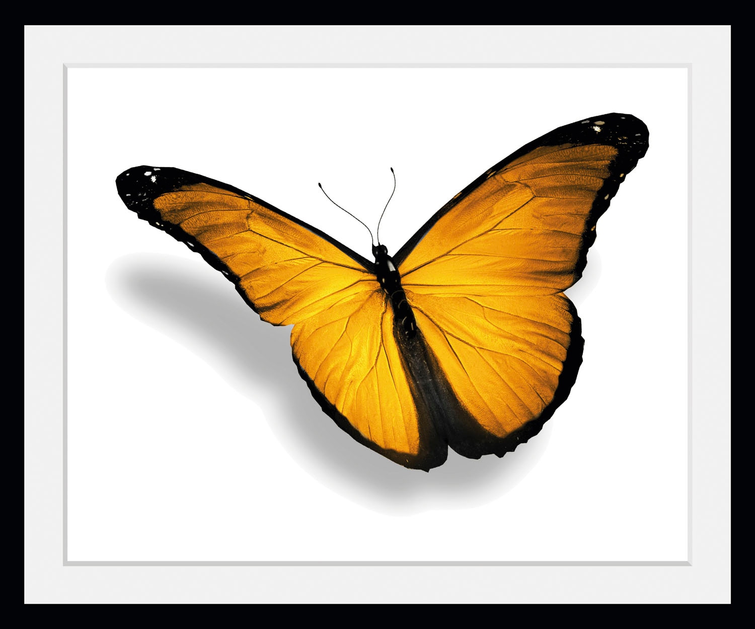 Bild »Maria 2.0«, Schmetterlinge, (1 St.)