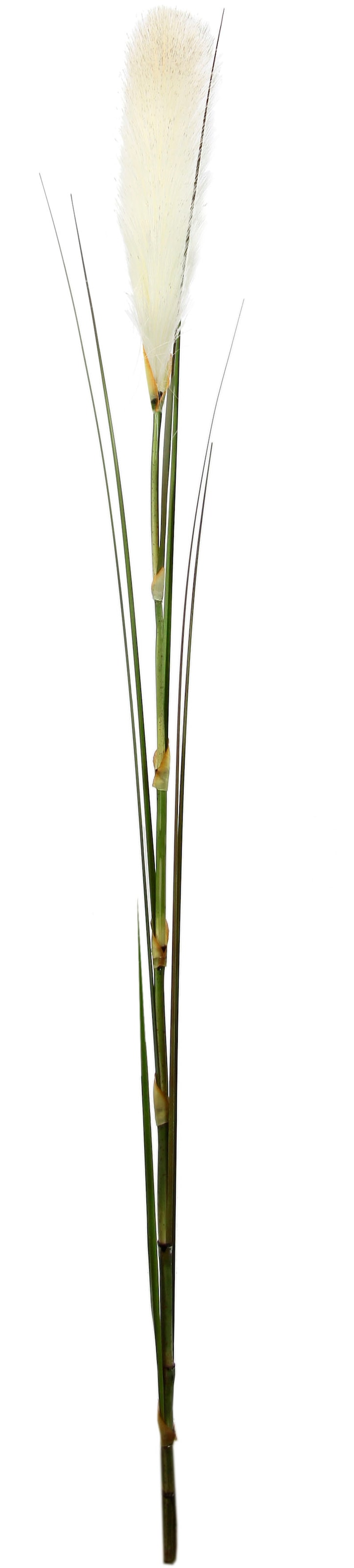 I.GE.A. Kunstpflanze »Pampas« Pampasgras, Boho, 2er Set