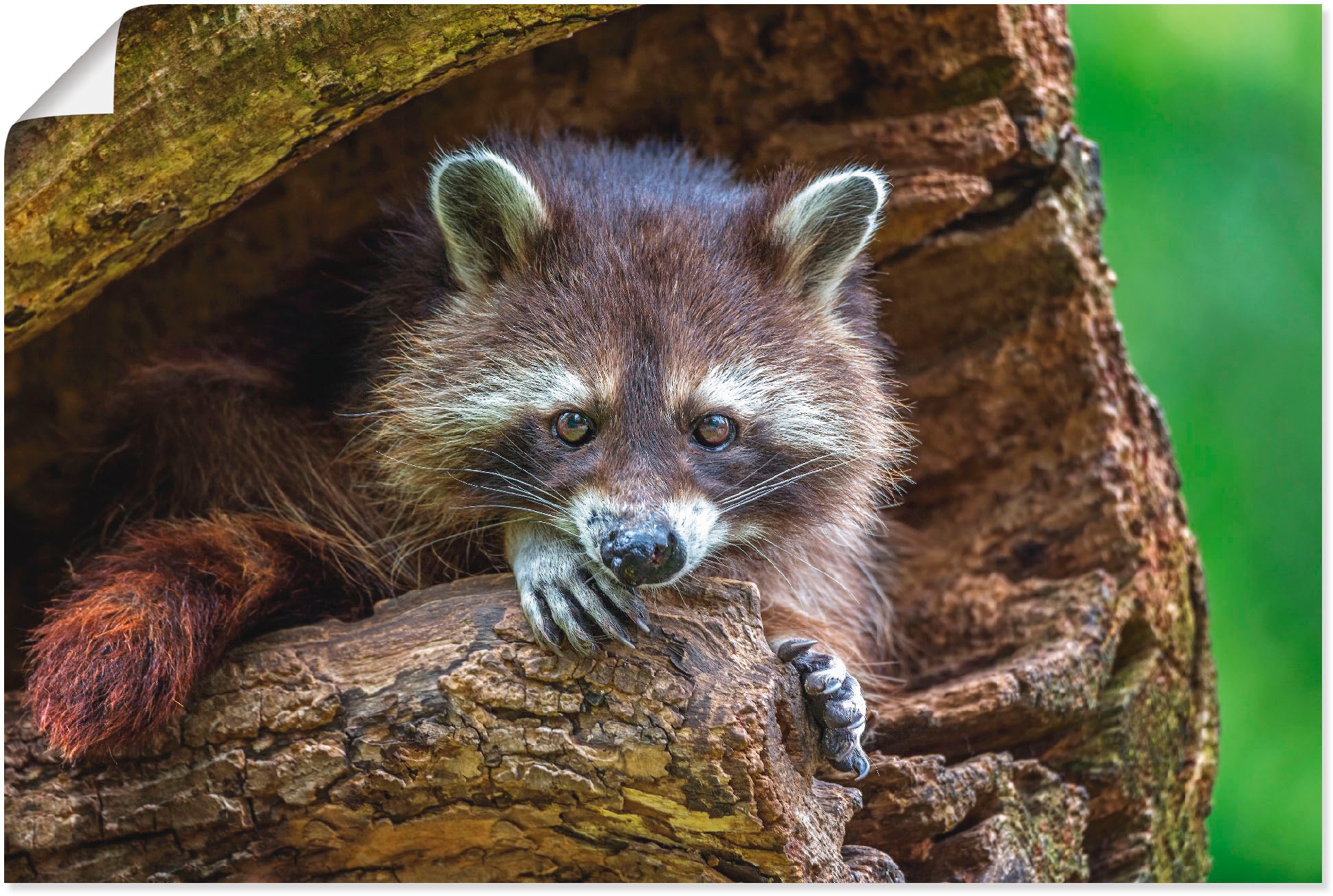 Artland Wandbild »Waschbär«, Wildtiere, (1 St.), in vielen Größen & Produktarten - Alubild / Outdoorbild für den Außenbereich, Leinwandbild, Poster, Wandaufkleber / Wandtattoo auch für Badezimmer geeignet