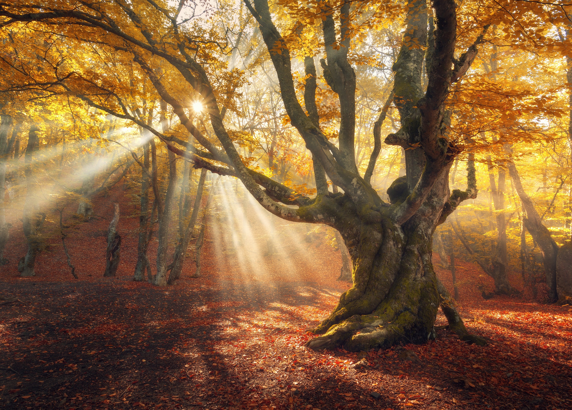 Papermoon Fototapete »Magical Old Trees Autumn Forest« glatt