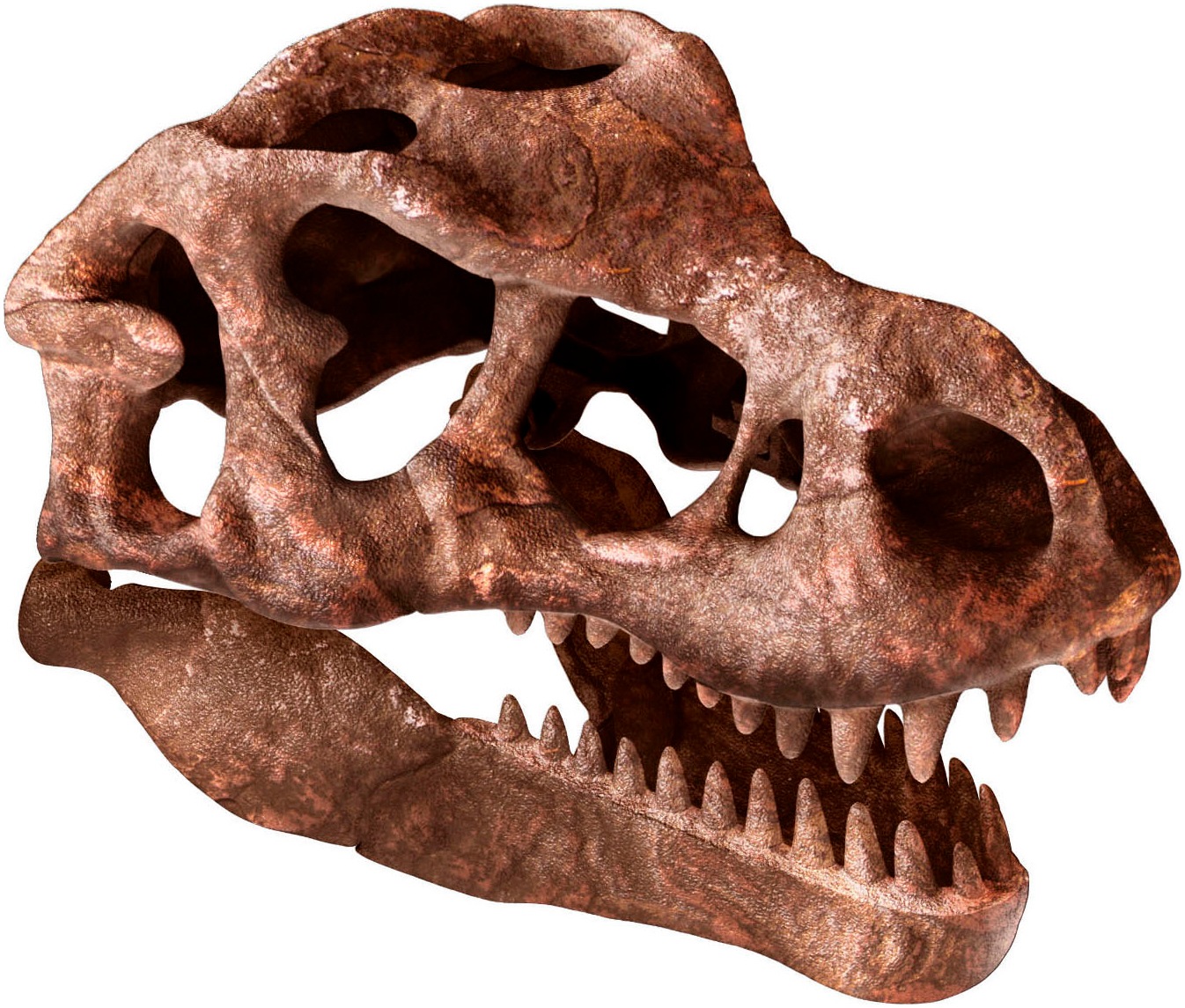 Clementoni® Experimentierkasten »Galileo Discovery, Ausgrabungs-Set Riesenschädel des T-Rex«, Made in Europe