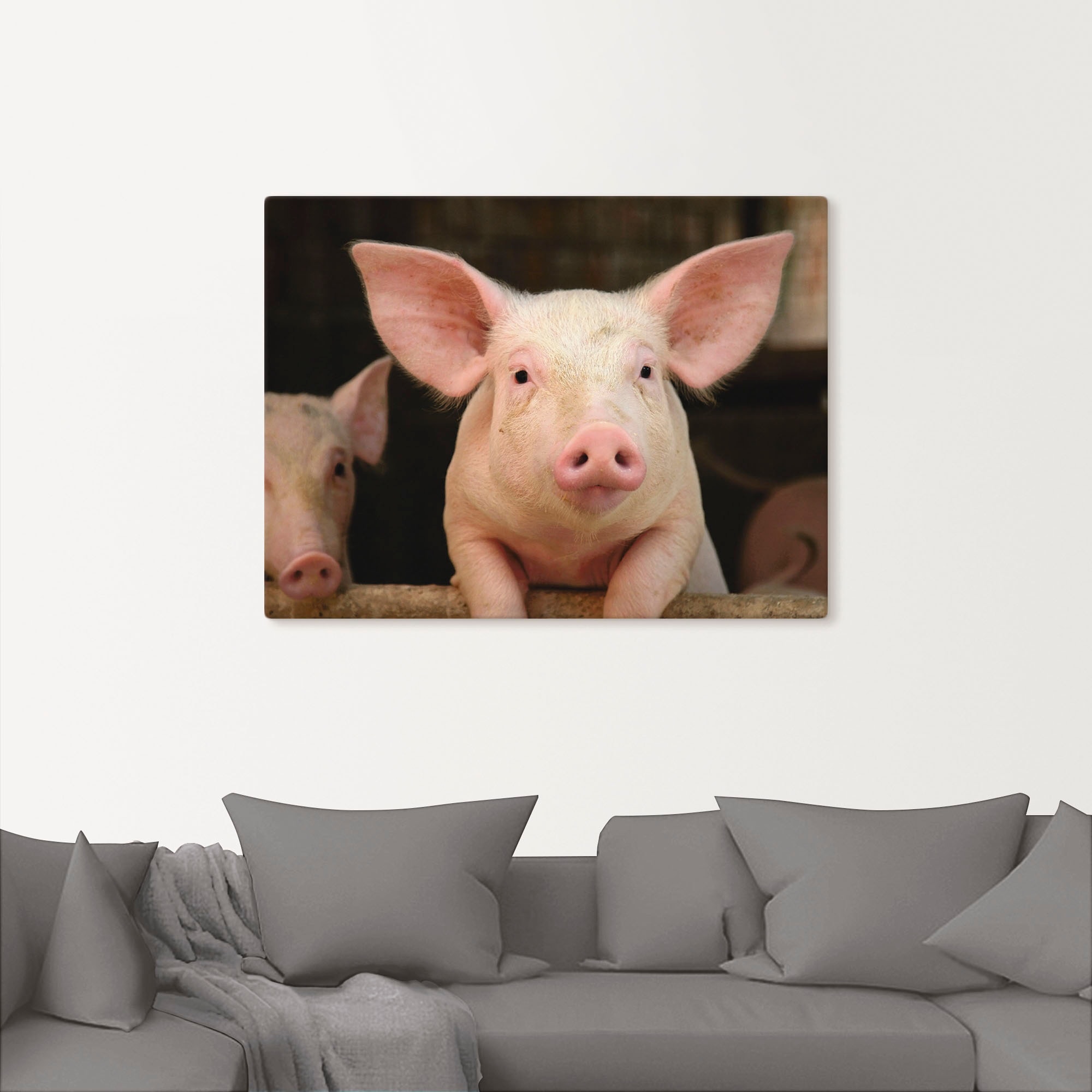 Artland Wandbild »Vorwitziges Schwein«, Haustiere, (1 St.), als Leinwandbild, Wandaufkleber in verschied. Größen