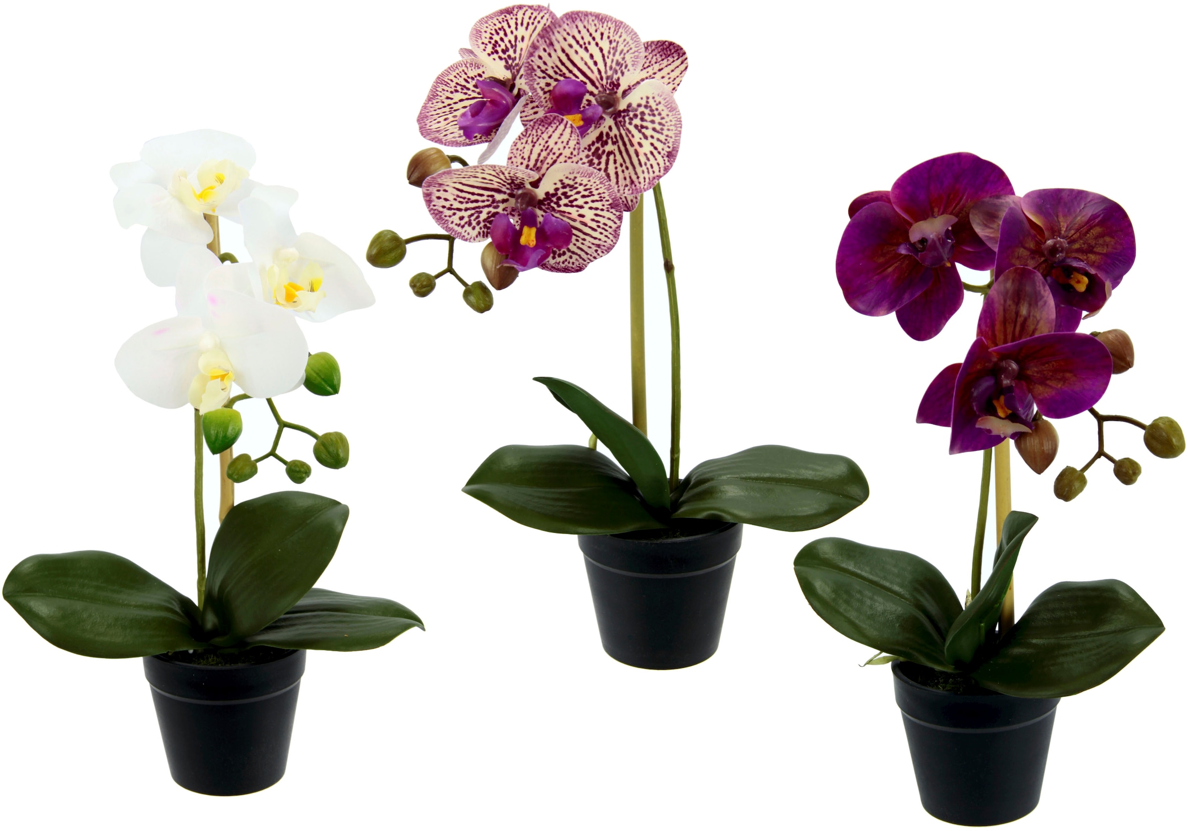 I.GE.A. Kunstorchidee »Phalaenopsis«, (3 St.), im Kunststofftopf, 3er Set  kaufen im OTTO Online Shop
