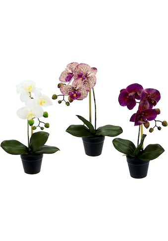 I.GE.A. Kunstorchidee »Phalaenopsis«, (3 St.), im Kunststofftopf, 3er Set kaufen