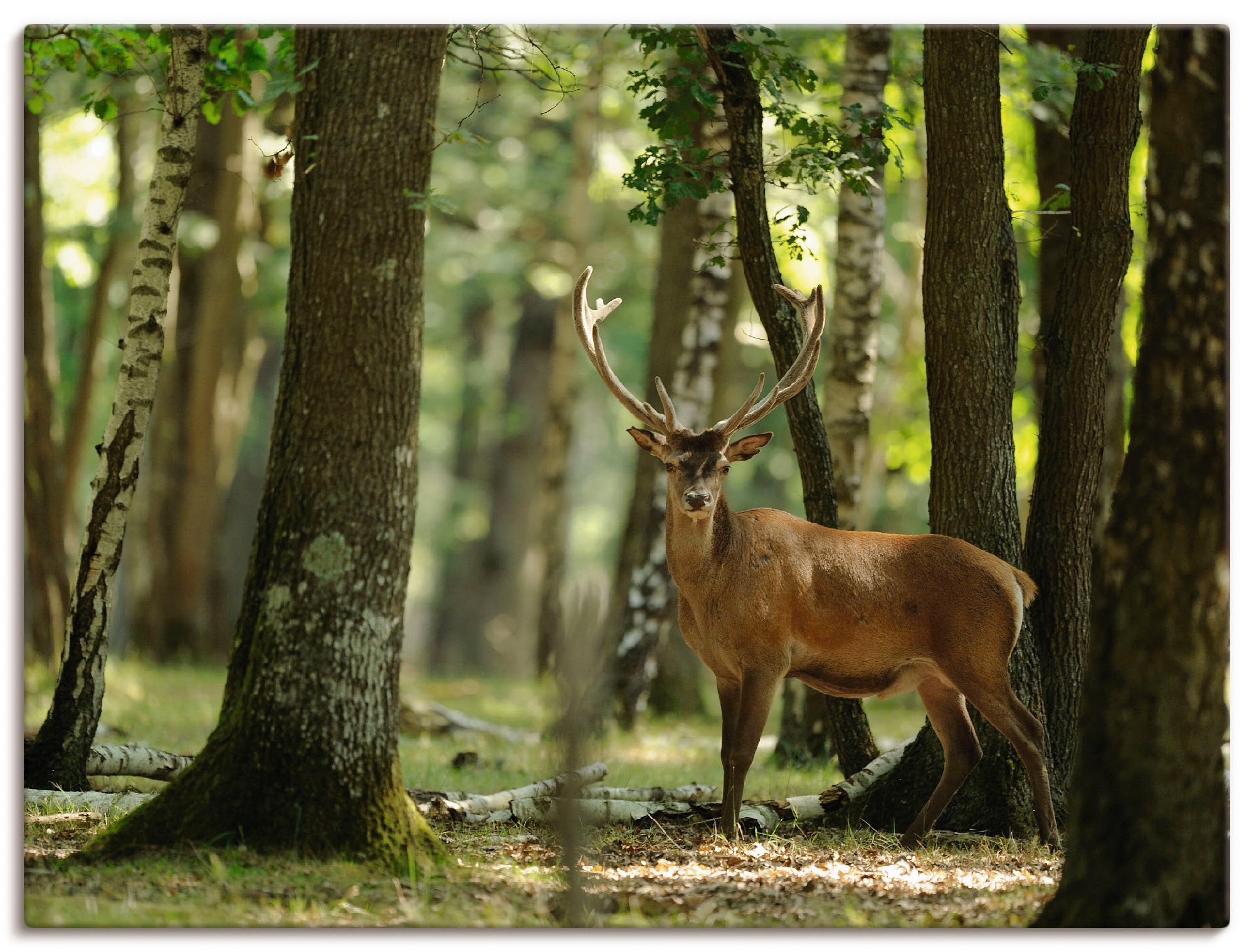 Artland Wandbild »Hirsch 4 - Wald«, Wildtiere, (1 St.), in vielen Größen & Produktarten - Alubild / Outdoorbild für den Außenbereich, Leinwandbild, Poster, Wandaufkleber / Wandtattoo auch für Badezimmer geeignet