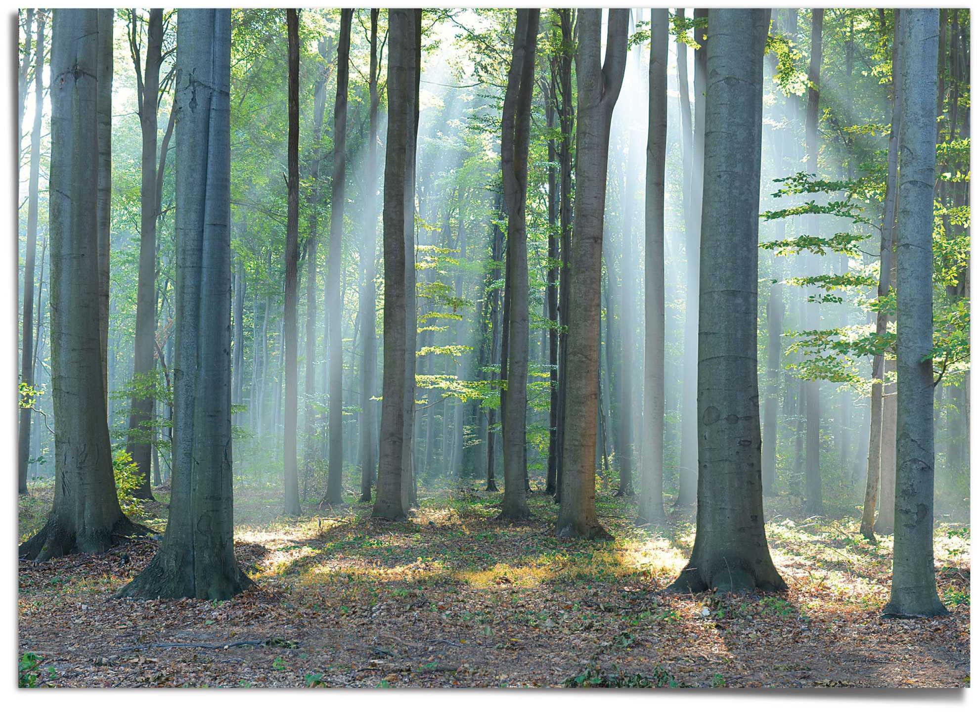 Reinders! Poster »Wald im Sonnenlicht«