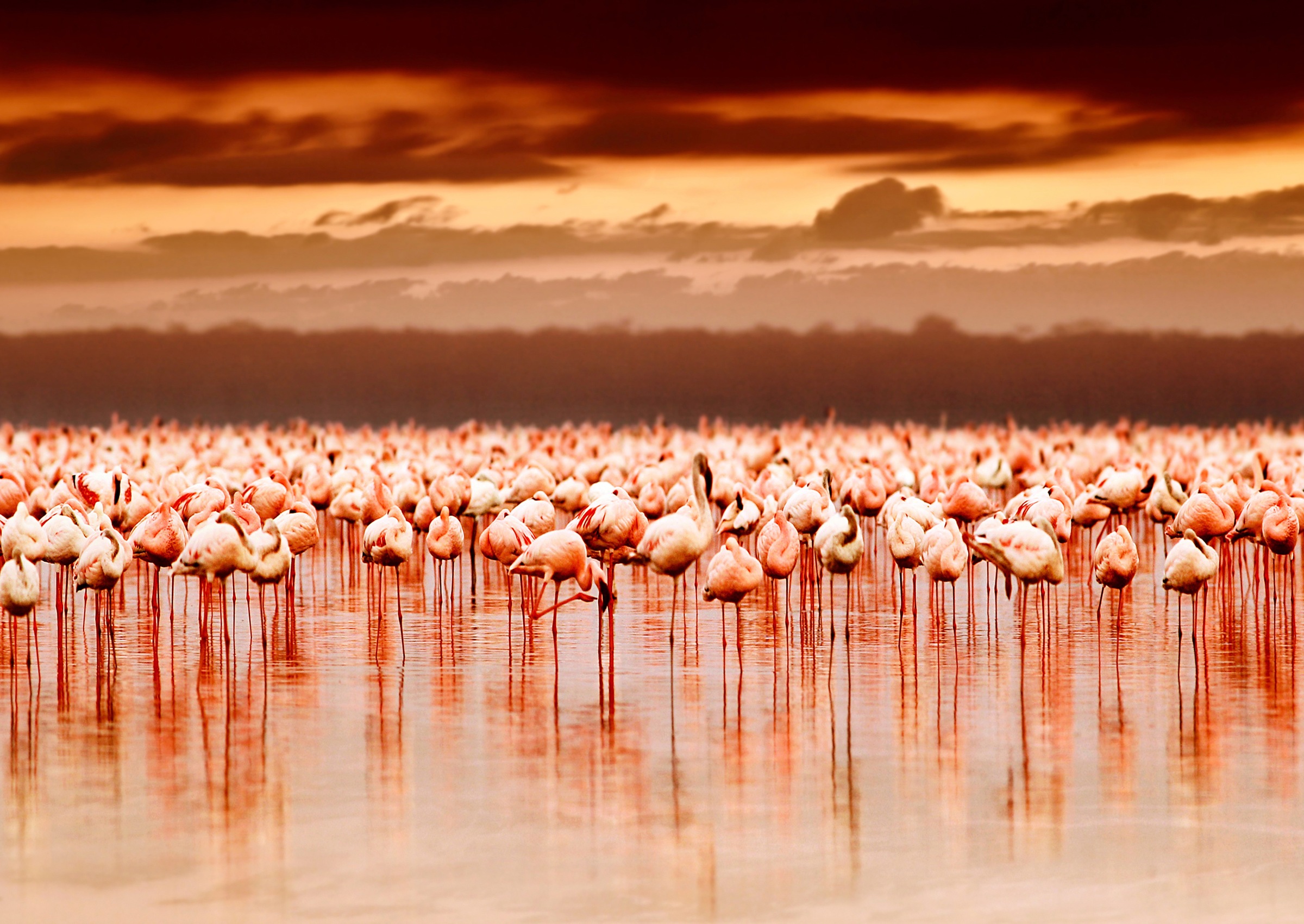 Papermoon Fototapete »African Flamingos«
