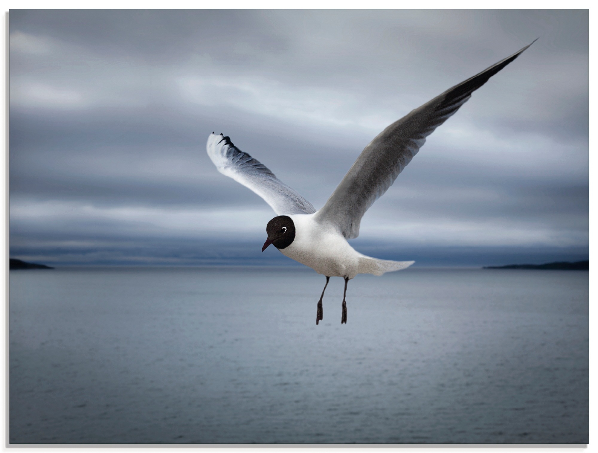 Artland Glasbild »Möwenflug«, Vögel, (1 St.)