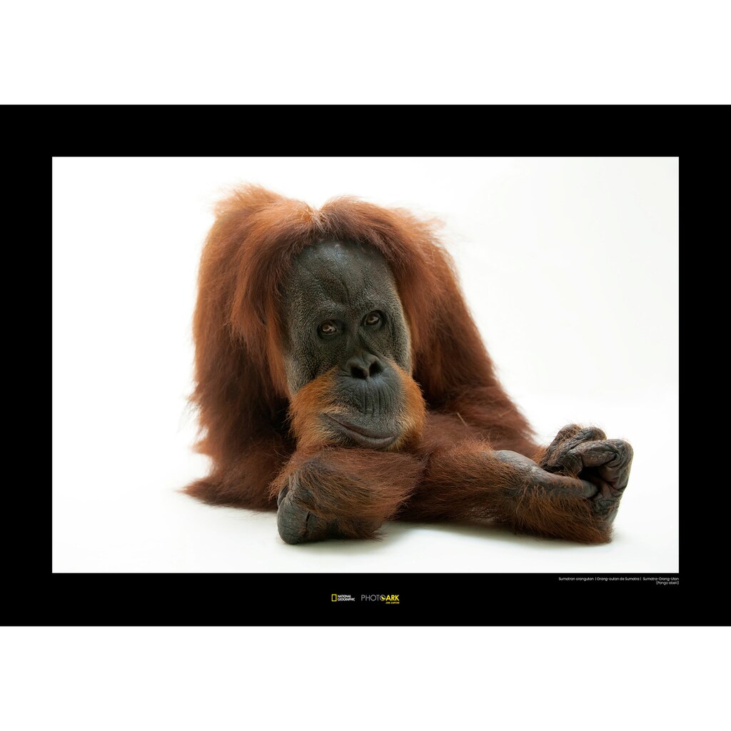 Komar Poster »Sumatran Orangutan«, Tiere