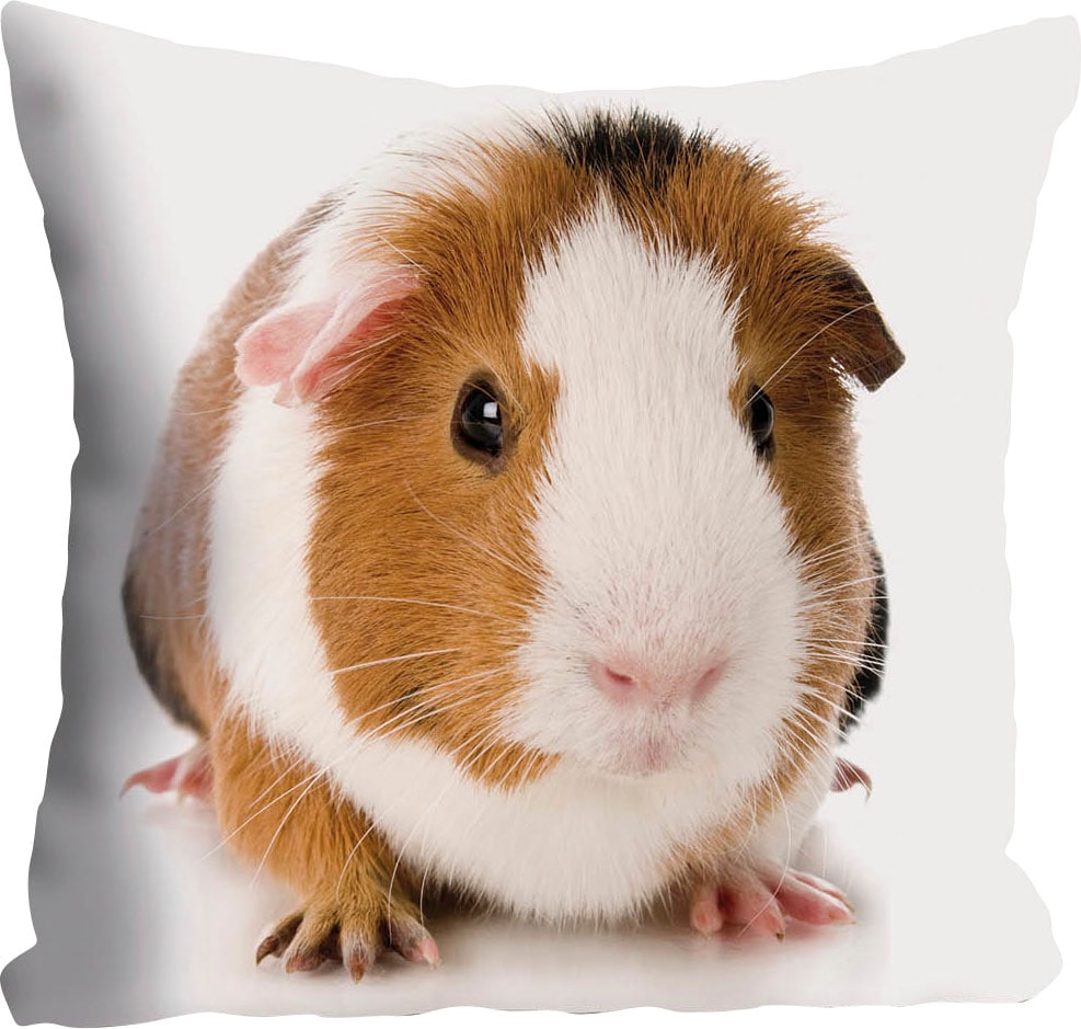 queence Dekokissen »Malte«, Kissenhülle,Meerschweinchen,Tiermotiv,Niedlich,Haustier,Verspielt