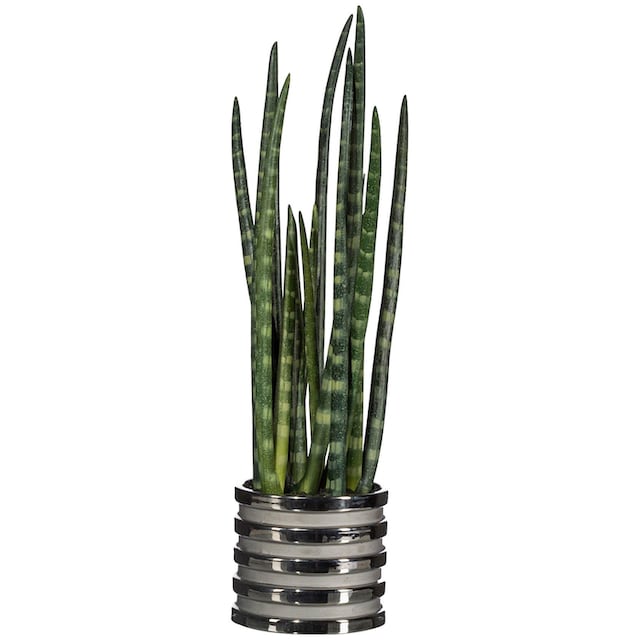 Creativ green Kunstpflanze »Sanseveria«, (1 St.), im Keramiktopf bestellen  online bei OTTO