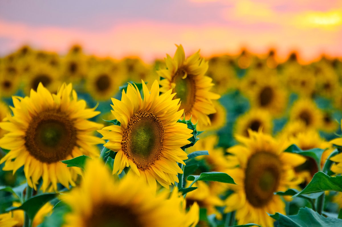 Fototapete »Feld der Sonnenblumen«