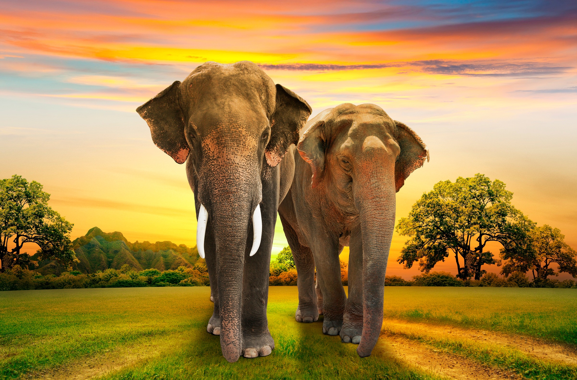 Papermoon Fototapete »Elephants Family«