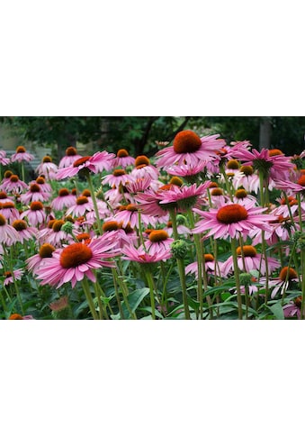 Papermoon Fototapete »Sommerblumen«, Vliestapete, hochwertiger Digitaldruck kaufen