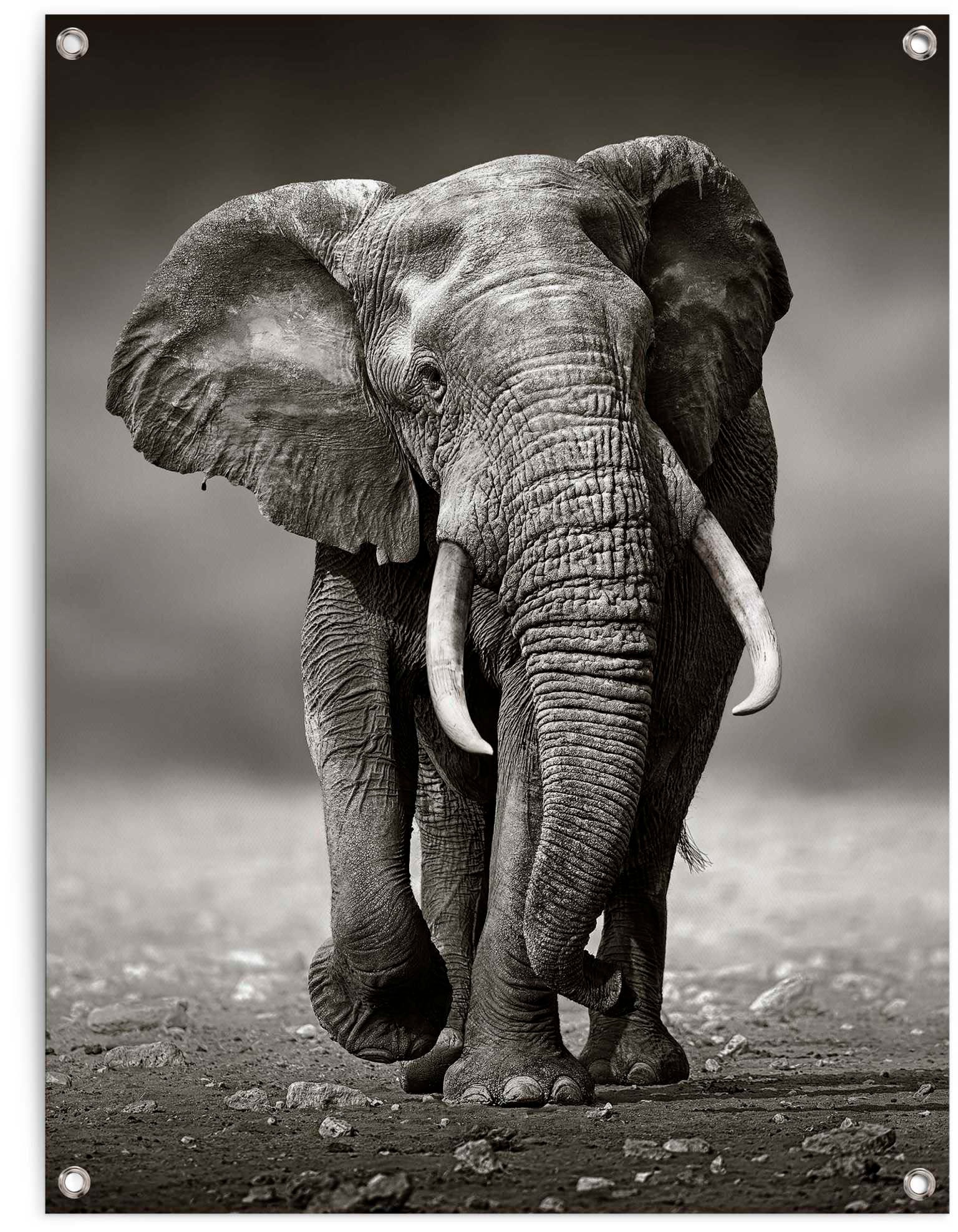 Reinders! Poster »Elefant«