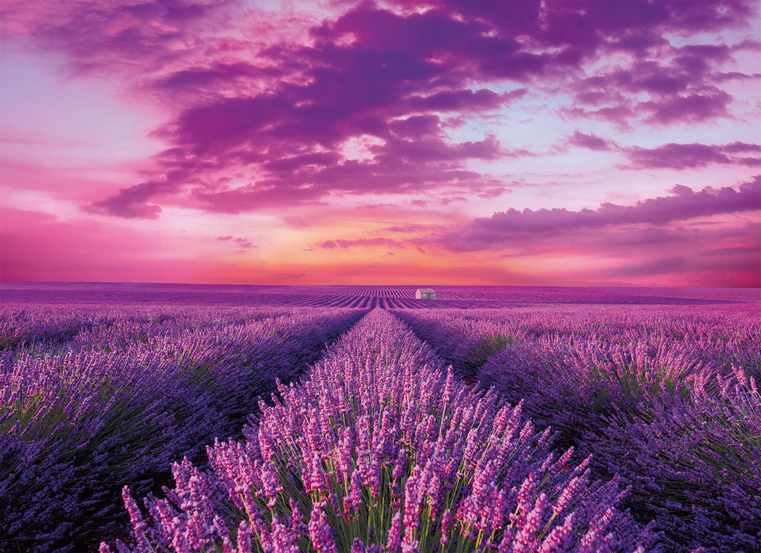 Clementoni® Puzzle »High Quality Collection, Lavendel-Feld«, Made in Europe