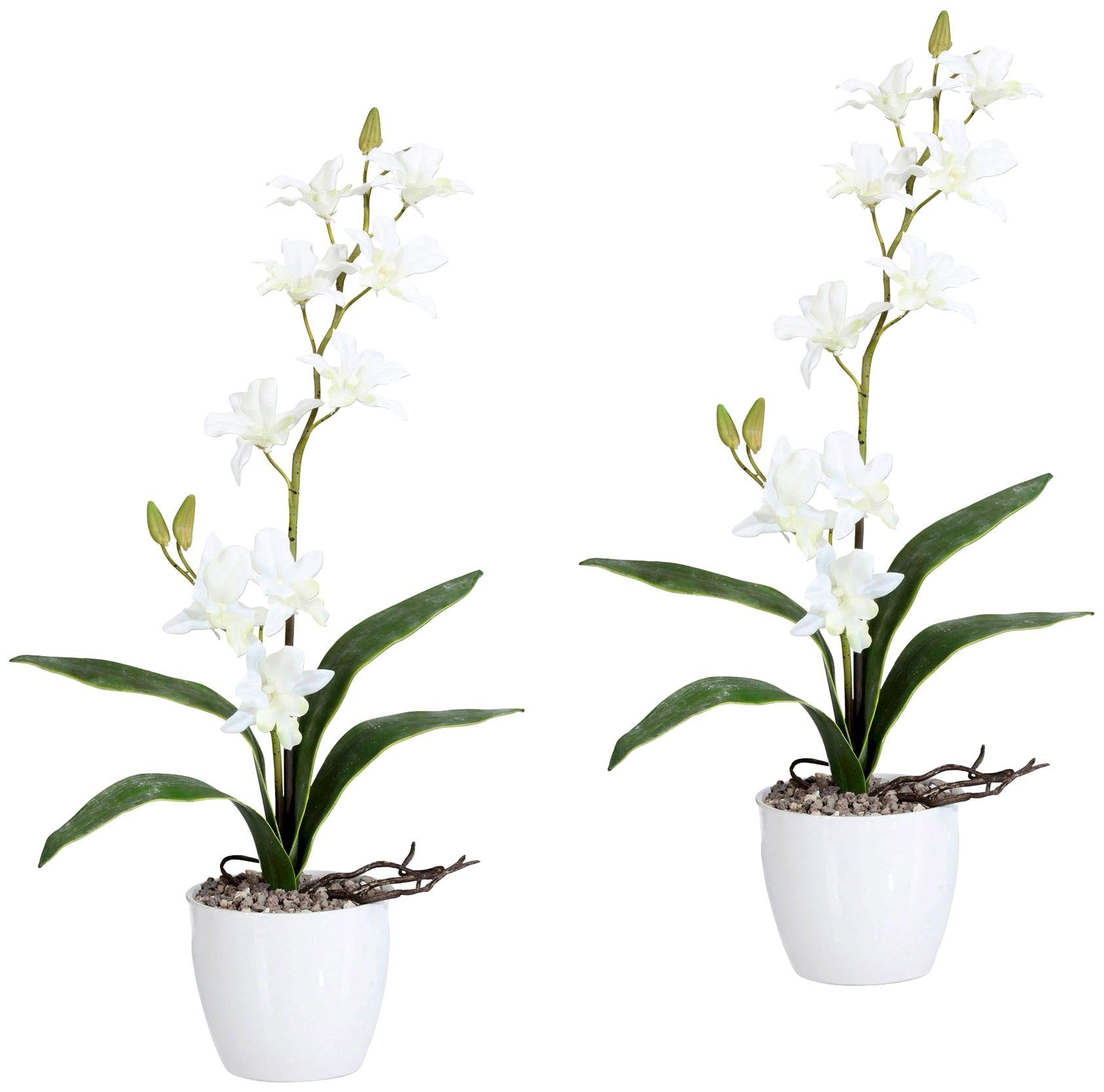 Creativ green Kunstpflanze »Orchidee Dendrobie«, (Set, 2 St.), im Keramiktopf