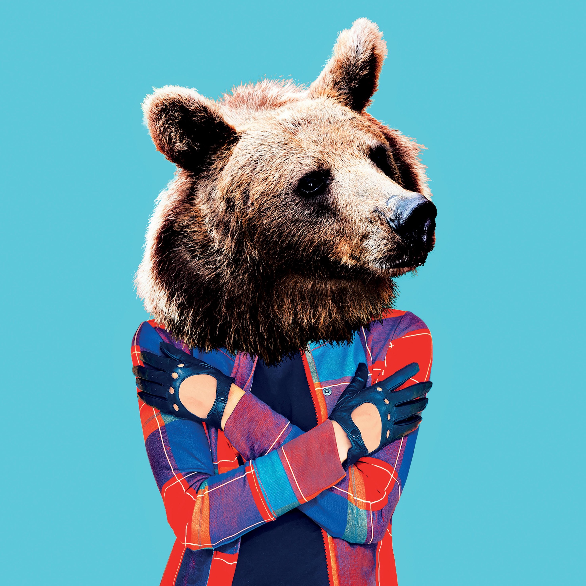 queence Dekokissen »»Bär«« mit seidigem Glanz, Kissenhülle ohne Füllung, 1 Stück