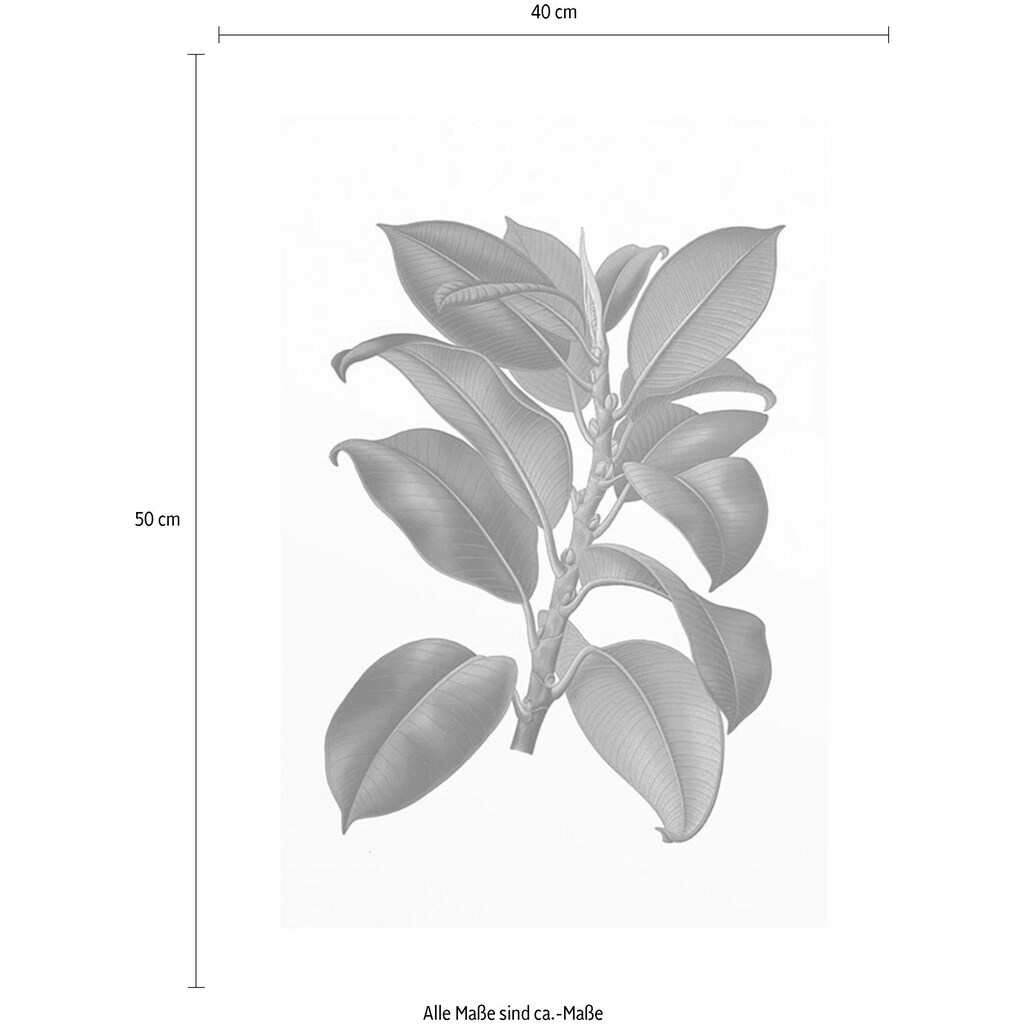 Komar Poster »Elastica Tree«, Pflanzen-Blätter, (1 St.)