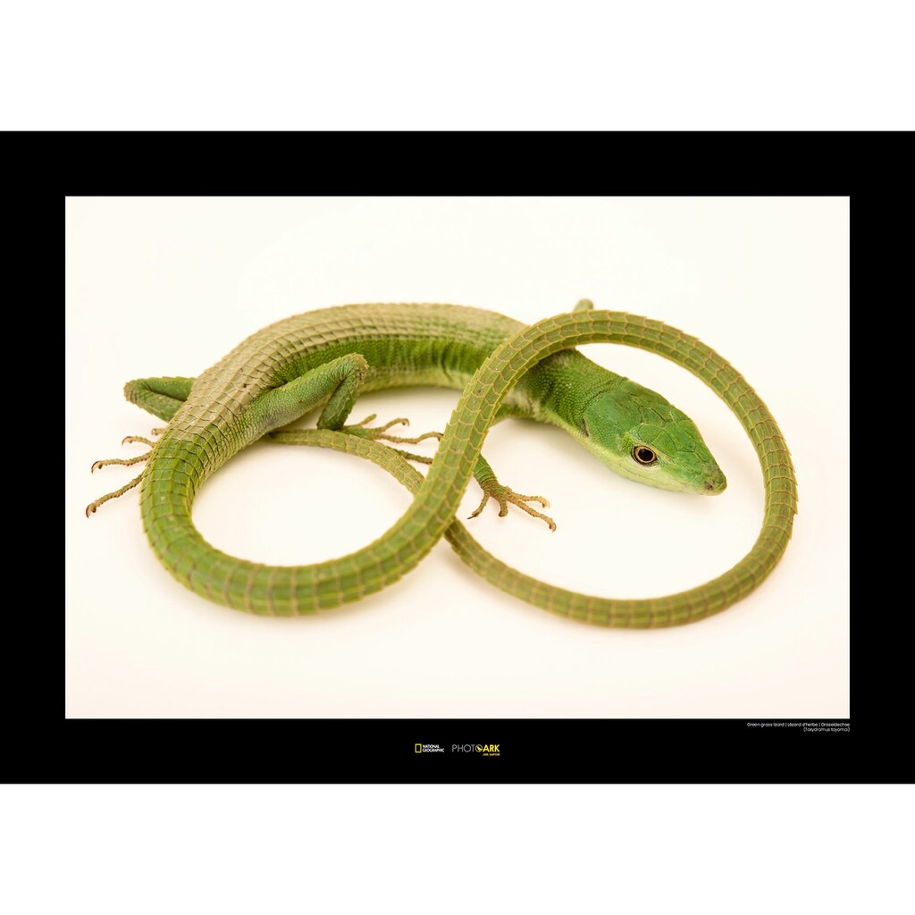 Komar Poster »Green Grass Lizard«, Tiere